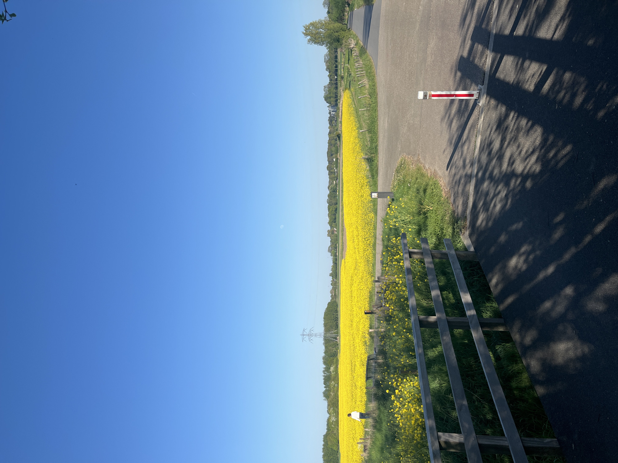 A landscape photograph depicts a vibrant yellow flower field under a clear blue sky in Hoogvliet, Netherlands. The extensive field, likely rapeseed or canola, dominates the left side of the frame, stretching from the foreground to the horizon. On the right, a paved road or path runs parallel to the field. A wooden fence separates the path from the flower field in the foreground.
In the middle ground, within the yellow field, a person is visible from behind, wearing a light-colored top and dark trousers, appearing to observe the surroundings. Further in the distance, an electricity pylon stands tall amidst the yellow flowers. The sky is a brilliant, cloudless blue, with a faint airplane contrail visible towards the upper right and a small, subtle white circle, possibly the moon, towards the upper left.
On the paved path, a white and red striped bollard or post is situated in the middle ground. Long, intricate shadows from unseen trees are cast across the path on the right, indicating bright sunlight. Green grass grows along the edges of the path and beneath the fence. The scene portrays a sunny daytime, likely morning or afternoon, given the clear skies and distinct shadows. The overall impression is one of serene natural beauty in an open, rural setting. No visible text is present.