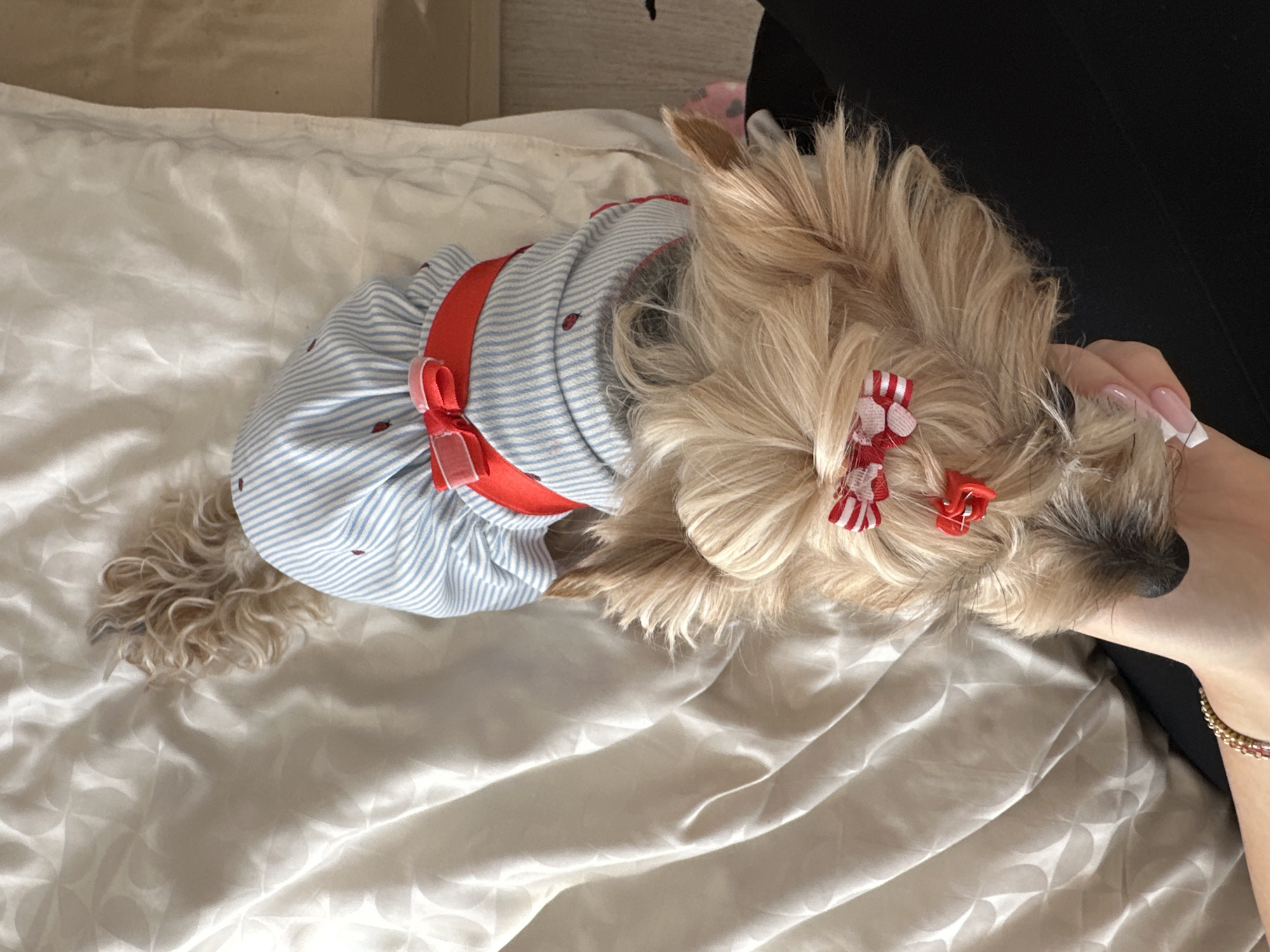 A beige and brown small dog, possibly a Yorkshire Terrier mix, is lying on a wrinkled, light-colored patterned sheet or blanket. The dog is wearing a light blue and white striped dress with a red sash. Two small red and white bows are clipped in the dog's hair near its head. A woman's hand is holding the dog's head; she has long, square acrylic nails and is wearing a gold bracelet on her wrist. The location is indiscernible as to whether this image was taken in Sofia, Bulgaria, or another location.