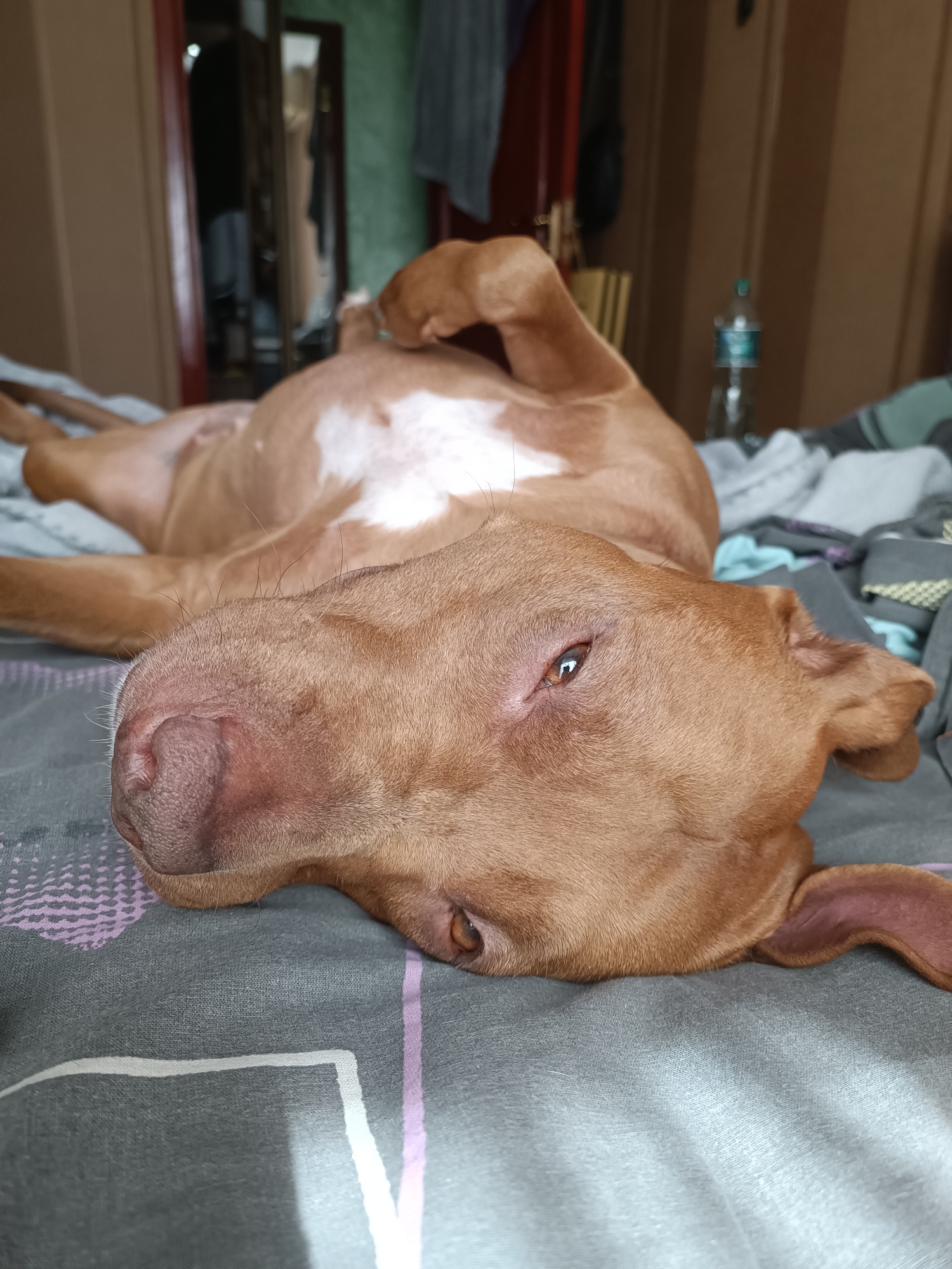 The image shows a light brown dog lying on its back on a bed with grey bedding. The dog's head is closest to the camera, and its eyes are open, looking upwards. Its tongue is slightly visible. The dog's belly, which is white and brown, is exposed. In the background, a doorway with a red frame is visible, and beyond that, a dimly lit room with clothes hanging. A plastic water bottle is on a surface to the right of the doorway. The environment appears to be an indoor residential setting. The image is not taken in Zaporizhzhia, Ukraine.