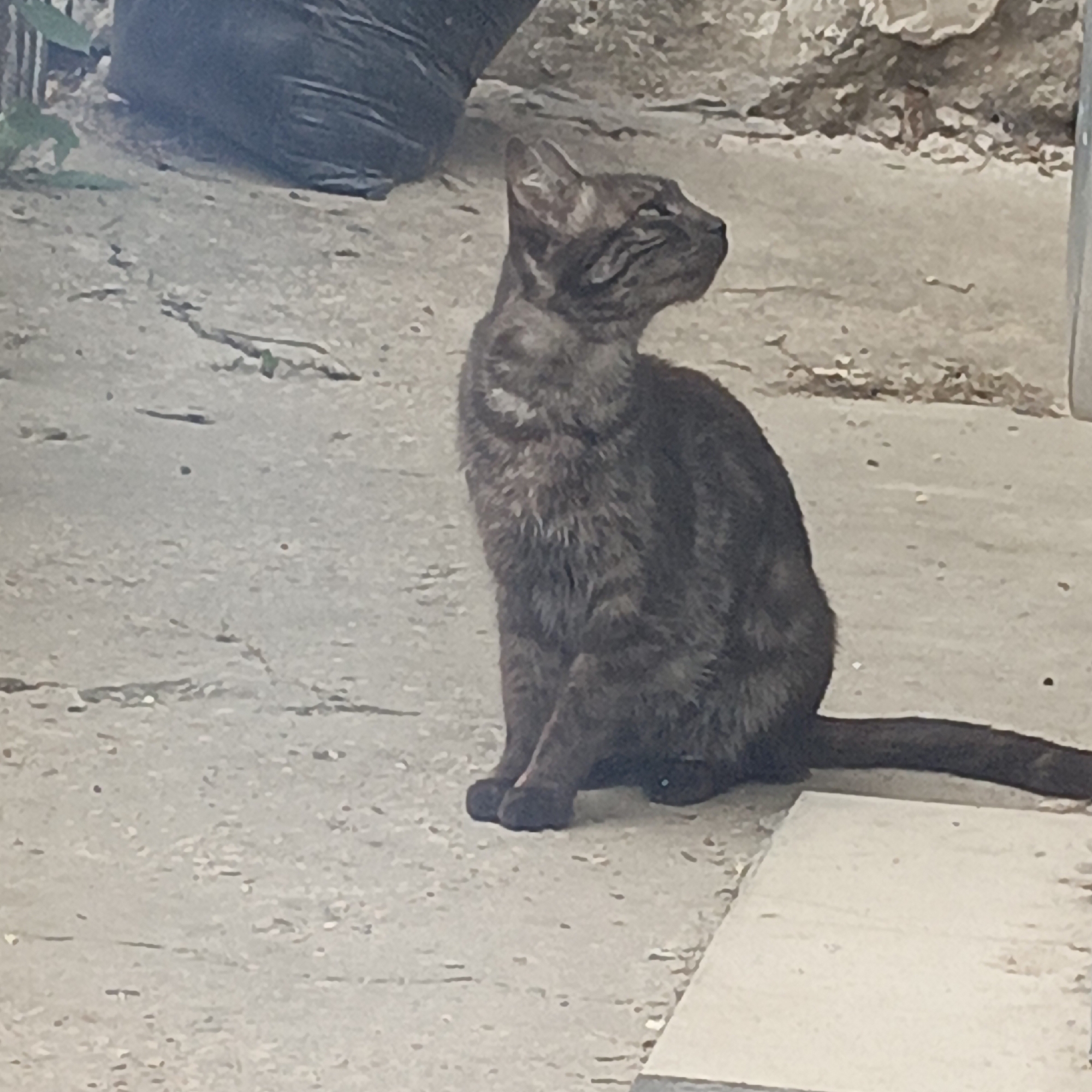 A dark tabby cat is sitting on a concrete surface. The cat is facing to the right, with its head tilted upwards. The cat's fur is dark brown and black, with faint tabby markings. The cat's eyes are closed. In the background, there is a black plastic bag and a stone wall. The concrete surface appears to be cracked and worn. A light-colored slab is visible in the foreground. The scene is outdoors. The location in Simferopol, Ukraine, is not specified in the image.