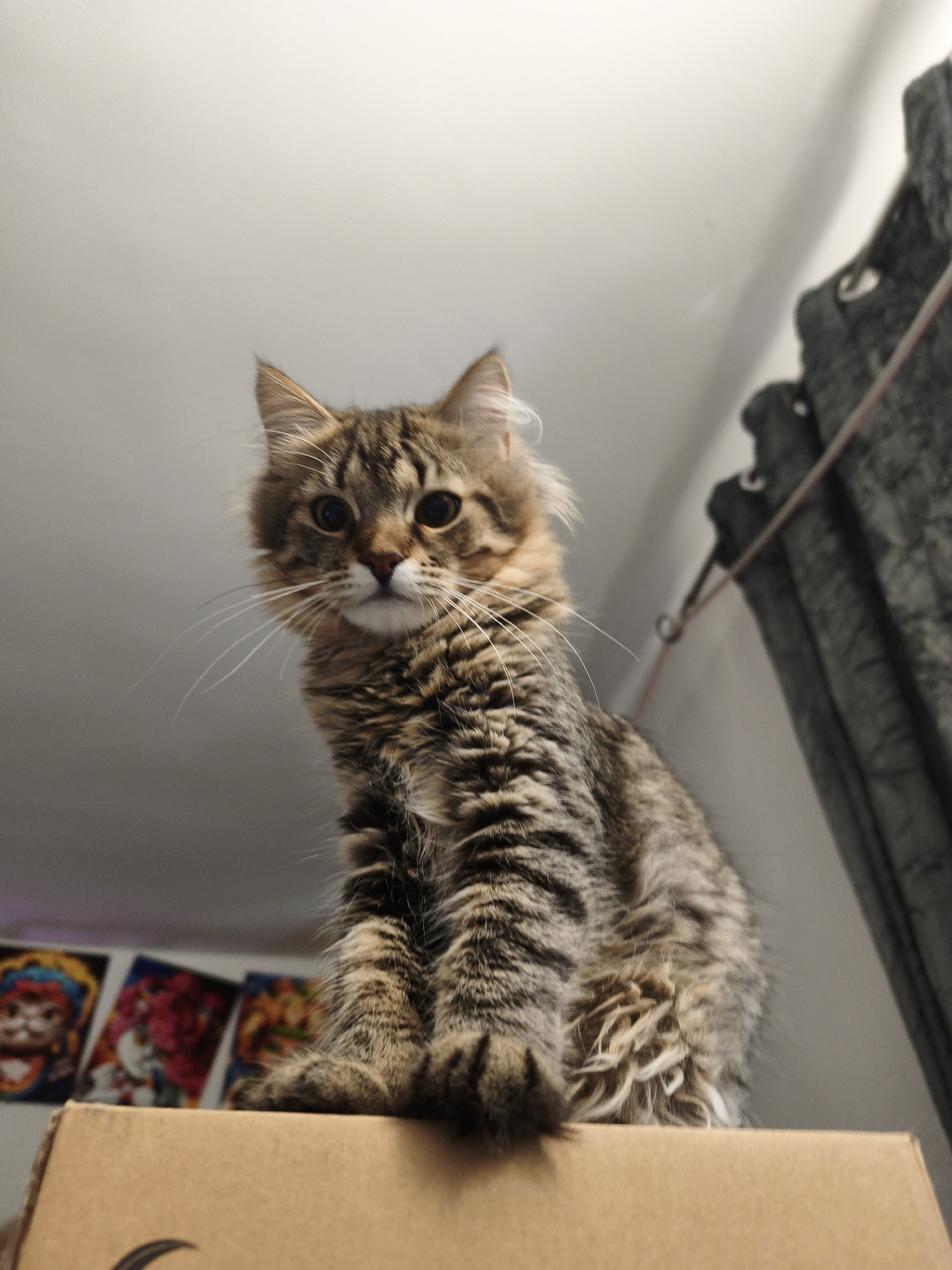 A low-angle, medium shot captures a fluffy, tabby cat sitting on a cardboard box. The cat is facing the camera with wide, alert eyes and its front paws are resting on the edge of the box. Behind the cat, a gray curtain is visible, and to the left, three framed colorful prints hang on a wall. The scene appears to be indoors, with a white ceiling above. The image does not provide any information about the city of Morąg, Poland.
