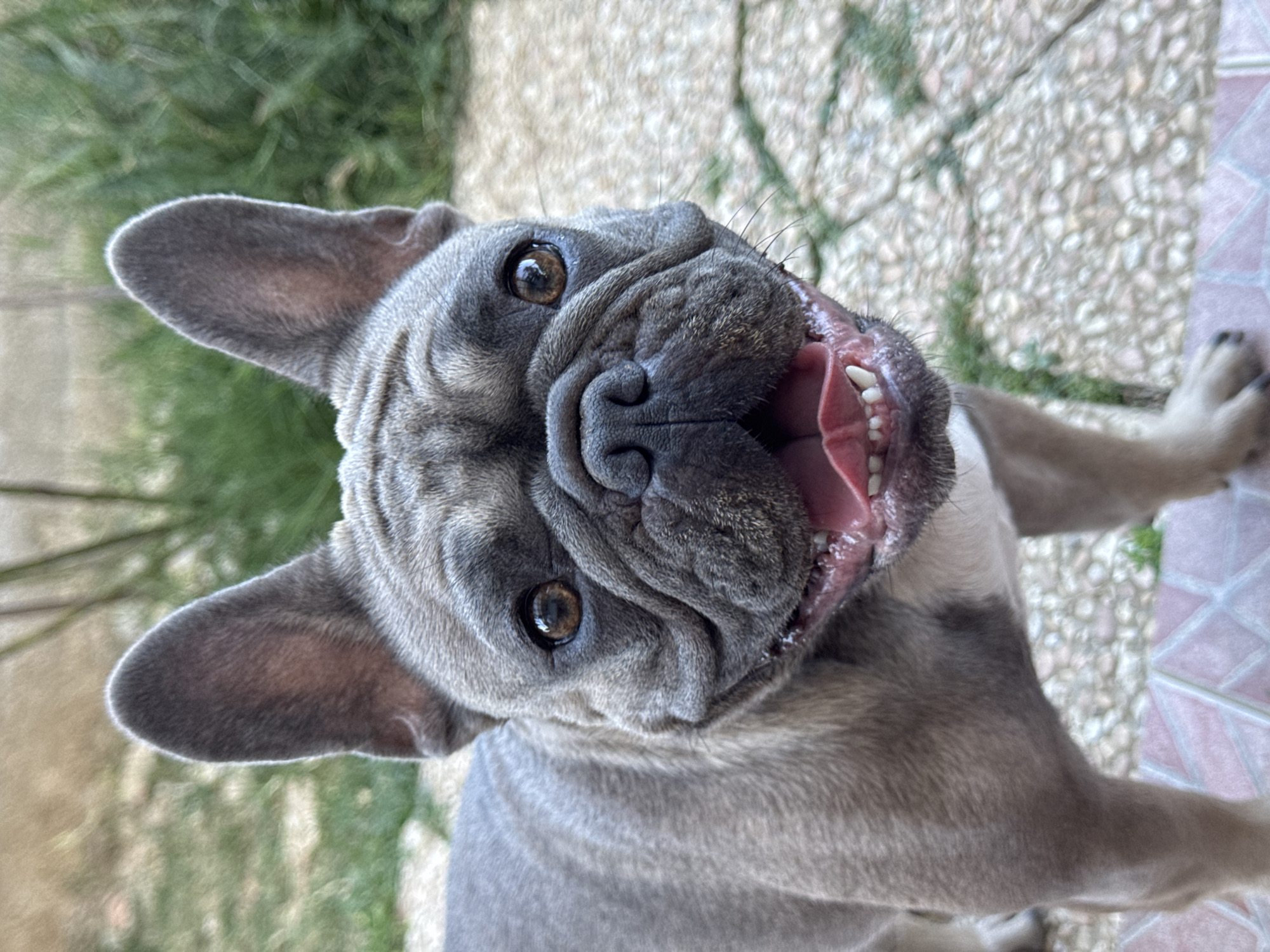 The image is a close-up, vertical shot of a French Bulldog, captured from a low angle, looking directly up at the camera. The dog has grey fur with subtle darker markings and distinctive large, erect ears. Its mouth is wide open, revealing a pink tongue and white teeth, suggesting a panting or excited state. The dog's eyes are dark brown and appear bright and alert. The background is blurred, with hints of green foliage and a textured, light-colored surface, possibly a patio or walkway made of stones.
The lighting suggests it is daytime, with bright conditions, though the exact time of day is not specified. The overall impression is one of an energetic and happy dog enjoying an outdoor environment. The location context indicates the image was taken in San Benedetto del Tronto, Italy. No text is visible in the image.