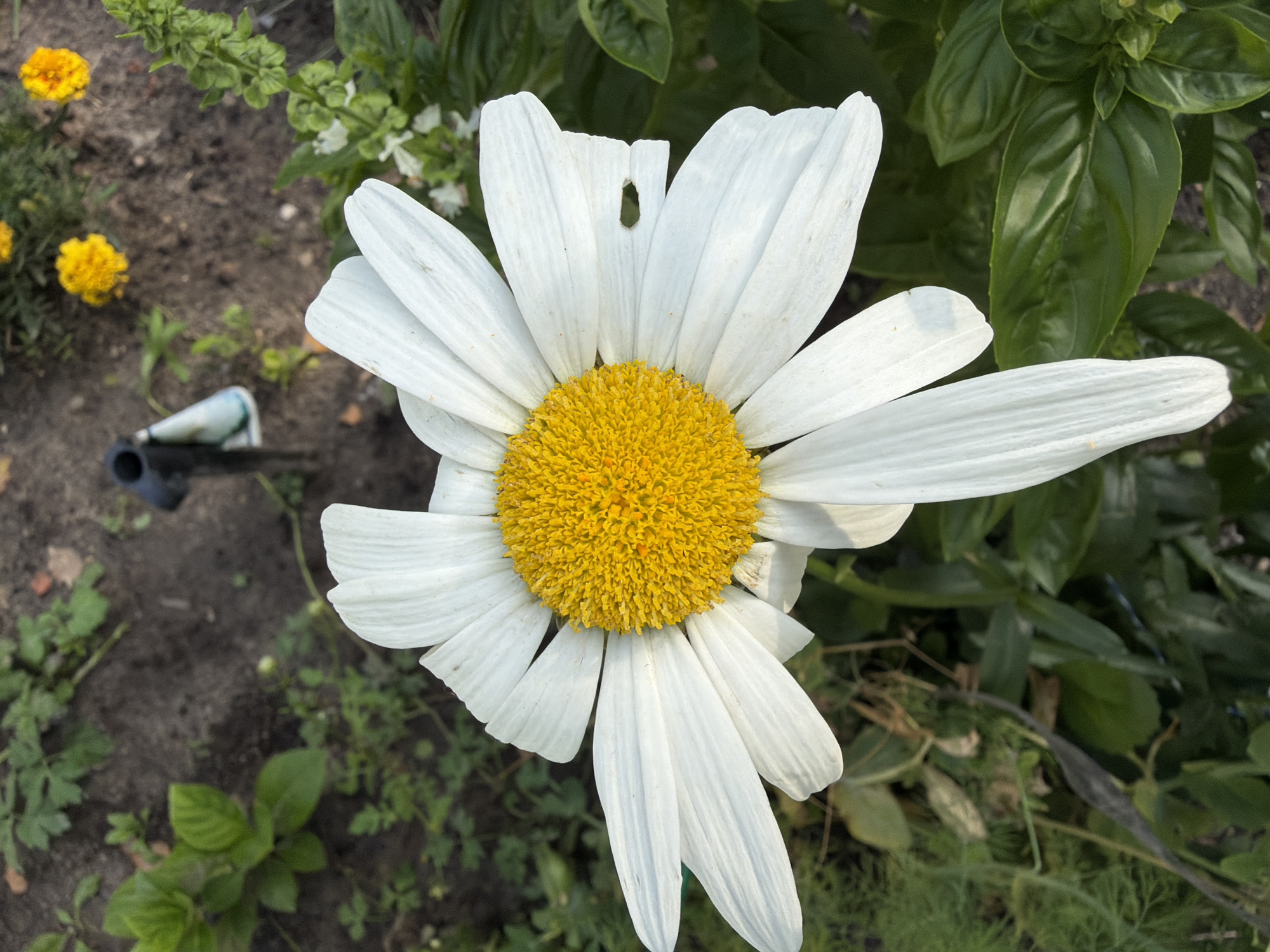 A close-up, eye-level shot captures a large, white daisy with a bright yellow center, dominating the frame. The daisy is in the foreground, with its white petals, some slightly tattered, fanning out. The center of the flower is densely packed with small, yellow florets. The background is a garden setting, with dark soil, green foliage, and a few small yellow flowers visible. A black irrigation stake with a blue and white tag is also present in the upper-middle portion of the image. The lighting suggests it is daytime, likely outdoors. The image does not depict any people or specific actions.