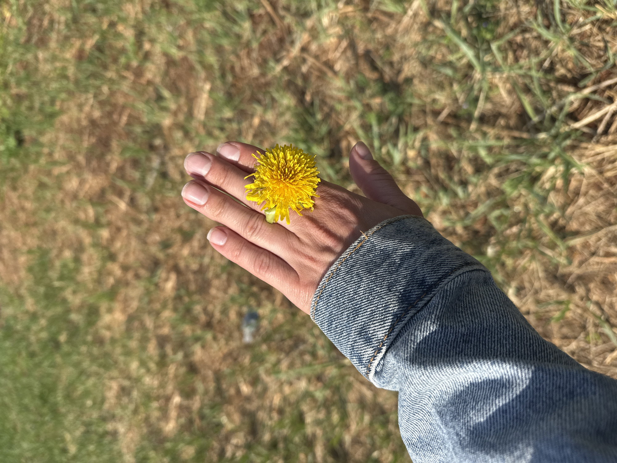 A human hand wearing a denim jacket holds a dandelion flower. The background is grassy. The location is unidentifiable as Krasnokamsk, Russia.