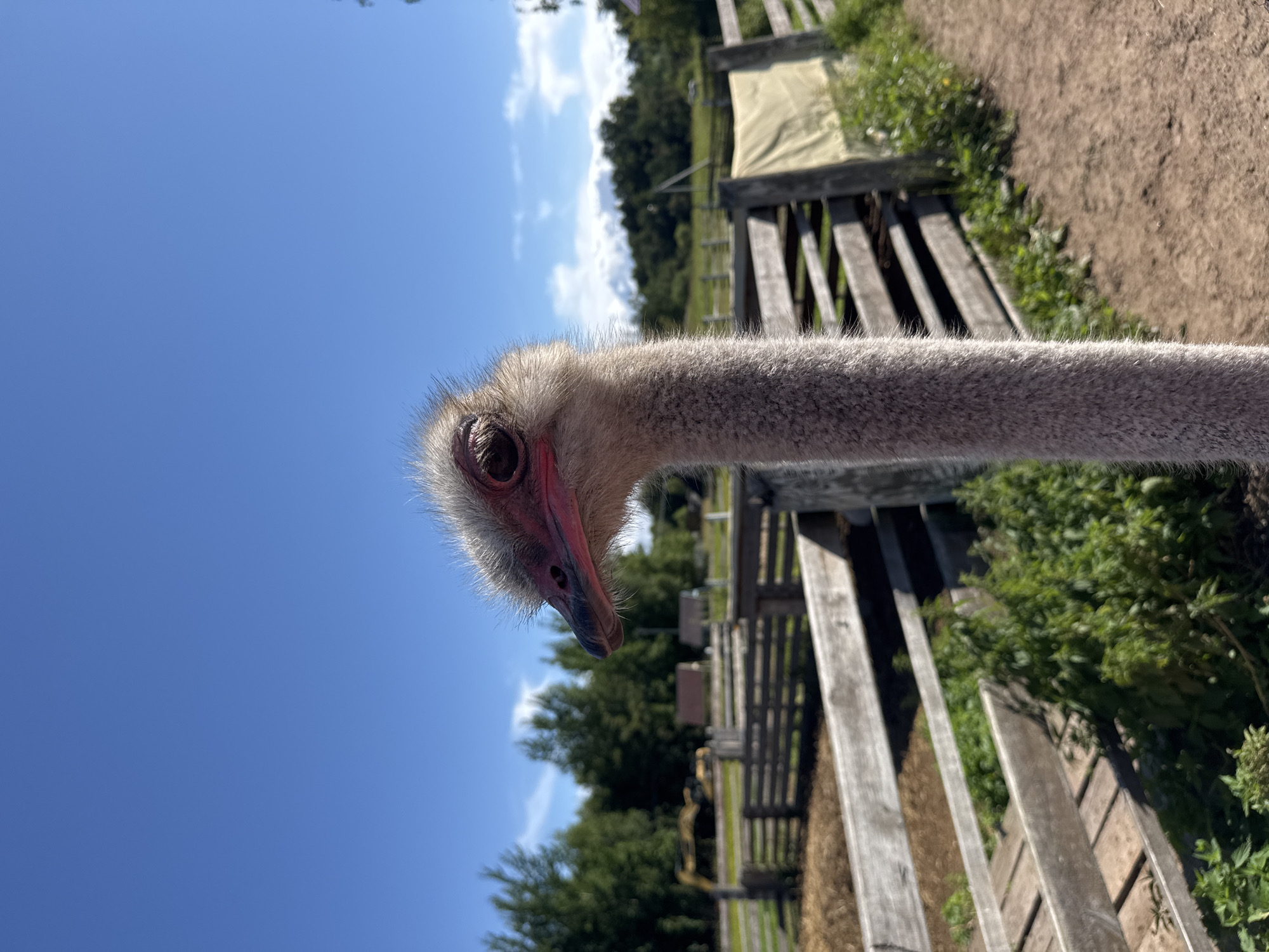 The image depicts a close-up of an ostrich's head and neck. The ostrich has light gray, fuzzy feathers on its neck and head, with darker gray feathers around its eyes. Its beak is pink, and its eyes are dark. The background is blurred, but it appears to be an outdoor enclosure with wooden fences and some greenery. In the distance, there are trees and a clear blue sky with some scattered clouds. The setting seems to be a rural or park-like environment, possibly a zoo or a farm. There is no indication of the specific location within Peterhof, Russia, in the image itself.