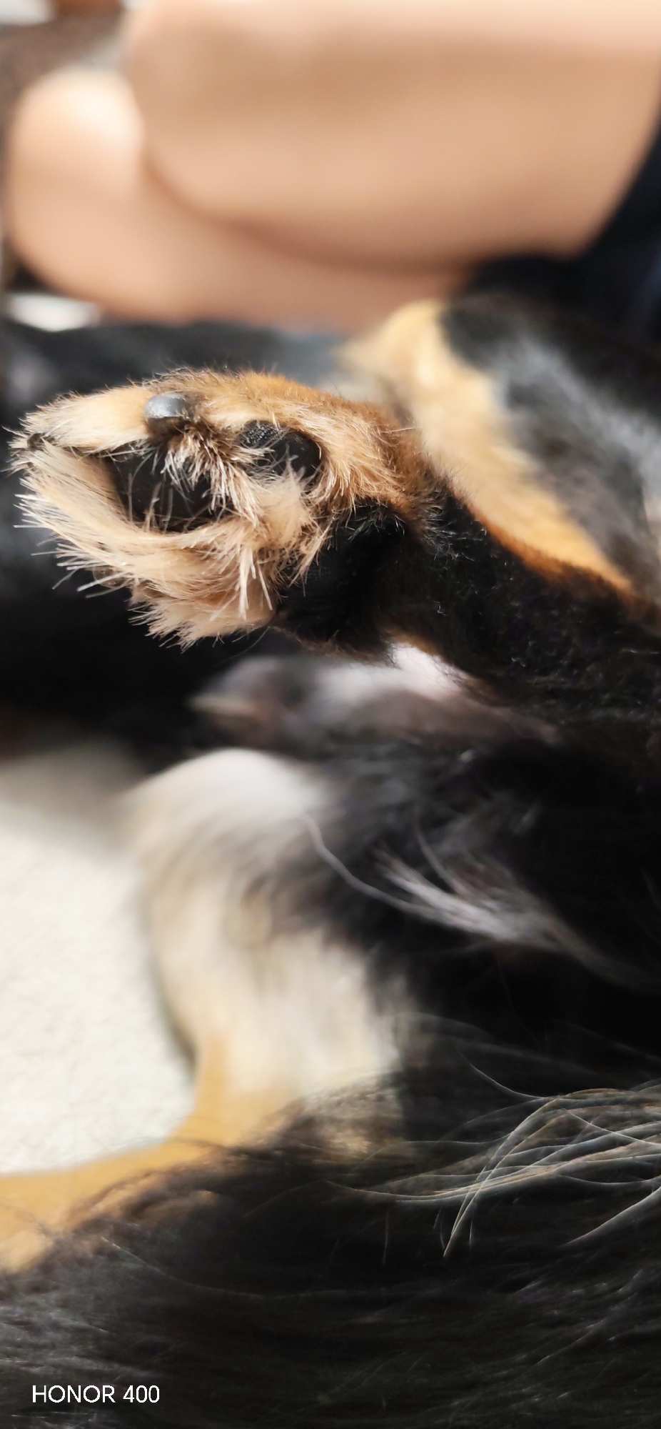 A close-up photograph captures a dog's paw with black and tan fur. The paw is positioned centrally and occupies a significant portion of the frame. The dog's claw is visible on the top side. The dog seems to be lying down in a blurred environment. The text "HONOR 400" is in the bottom left corner. The photo appears to have been taken indoors. The city of Noviy, Russia is not evident from the image.