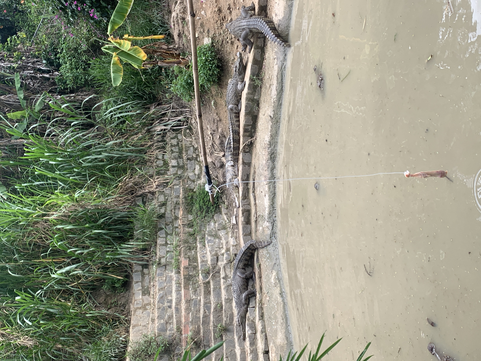 The image depicts an outdoor scene with a muddy body of water in the foreground and a tiered, stone embankment with lush vegetation in the background. Several crocodiles are visible basking on the embankment. A fishing line with bait hangs in the water, suggesting an activity related to feeding the crocodiles. The location is identified as Định An, Vietnam. The environment appears to be a wildlife enclosure or a natural habitat adapted for crocodile observation.