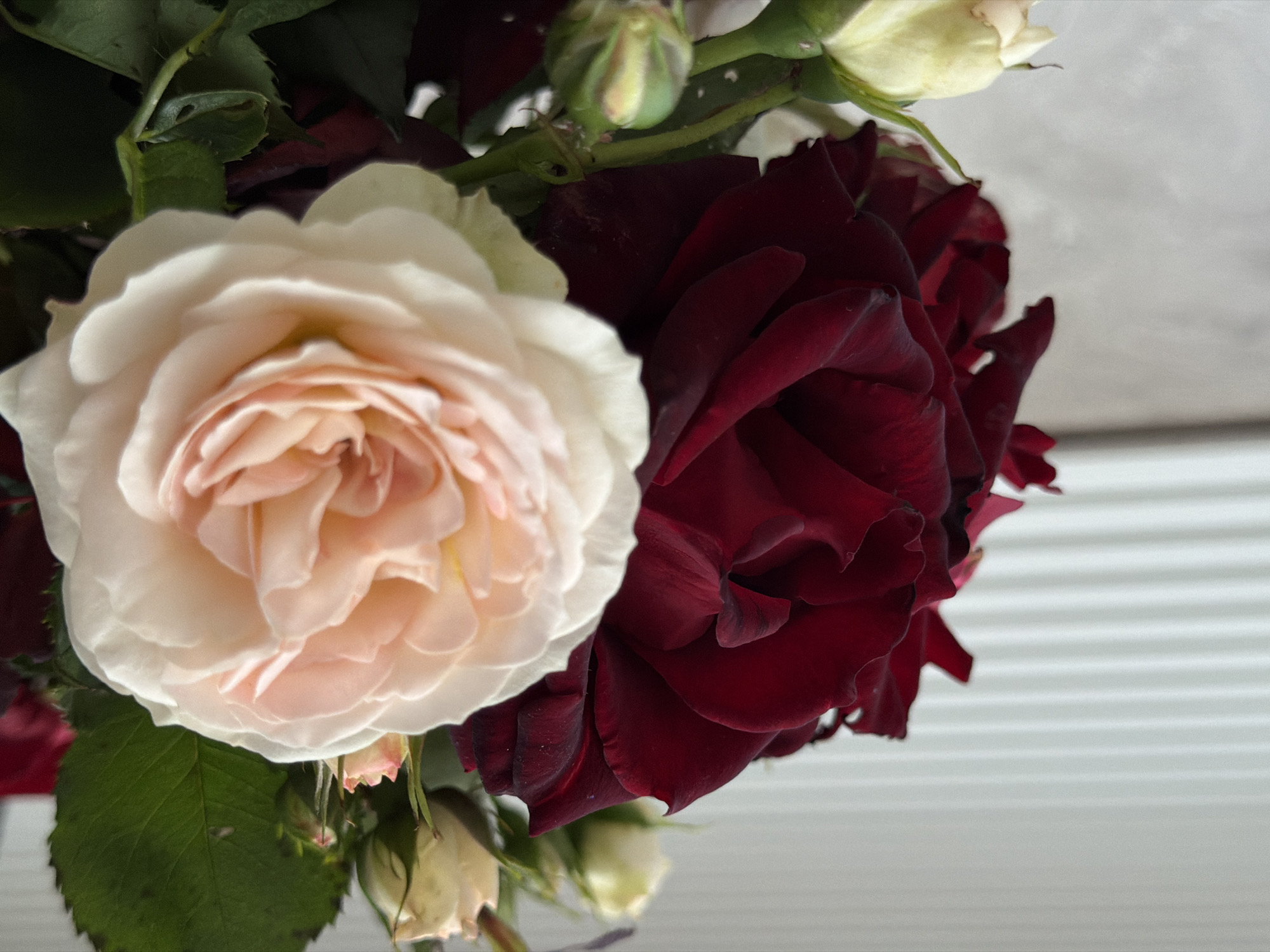 A close-up shows a bouquet of roses, with a light pink rose on the left and a dark red rose on the right. Several buds and green leaves are also visible among the flowers. The background appears to be a set of white blinds. The location is specified as Rossiyskiy, Russia.