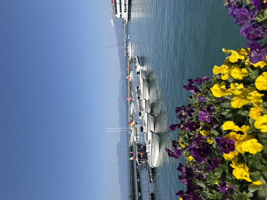 This image depicts a marina scene on Lake Garda, specifically in the city of Peschiera del Garda, Italy, under a clear blue sky.
In the immediate foreground, a planter filled with vivid yellow and deep purple pansies occupies the lower portion of the frame, with individual petals and leaves sharply in focus. The midground features the calm, turquoise waters of Lake Garda. A series of six white-hulled motorboats are moored alongside a dark floating dock on the left, with visible flags including the Italian and German national flags. Further into the lake, several white sailboats are visible, some docked, and one appearing to be under sail. A large, multi-deck white passenger vessel is prominent on the far right. In the distant background, a range of mountains with visible snow-capped peaks stretches across the horizon, meeting a consistently clear, light blue sky devoid of clouds. No individuals are explicitly visible or identifiable in the frame.