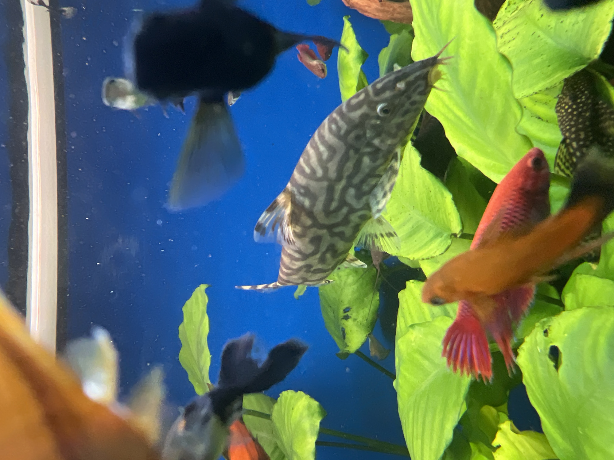 The image depicts an aquarium interior, likely in Berlin, Germany, showcasing a variety of fish and aquatic plants. A large, patterned catfish with a striped body and pointed fins is prominently featured in the mid-ground, swimming amongst vibrant green aquatic plants. To the right of the catfish, a smaller, dark-colored fish, possibly a mollie, is visible. In the foreground, a bright red and orange fish, possibly a betta or guppy, is partially obscured by the plants. The background is a deep blue, typical of an aquarium environment, with some indistinct shapes of other fish and plants. The lighting suggests an indoor setting, likely a pet store or a home aquarium. There are no people visible in the image, and the scene is static, focusing on the aquatic life within the tank.