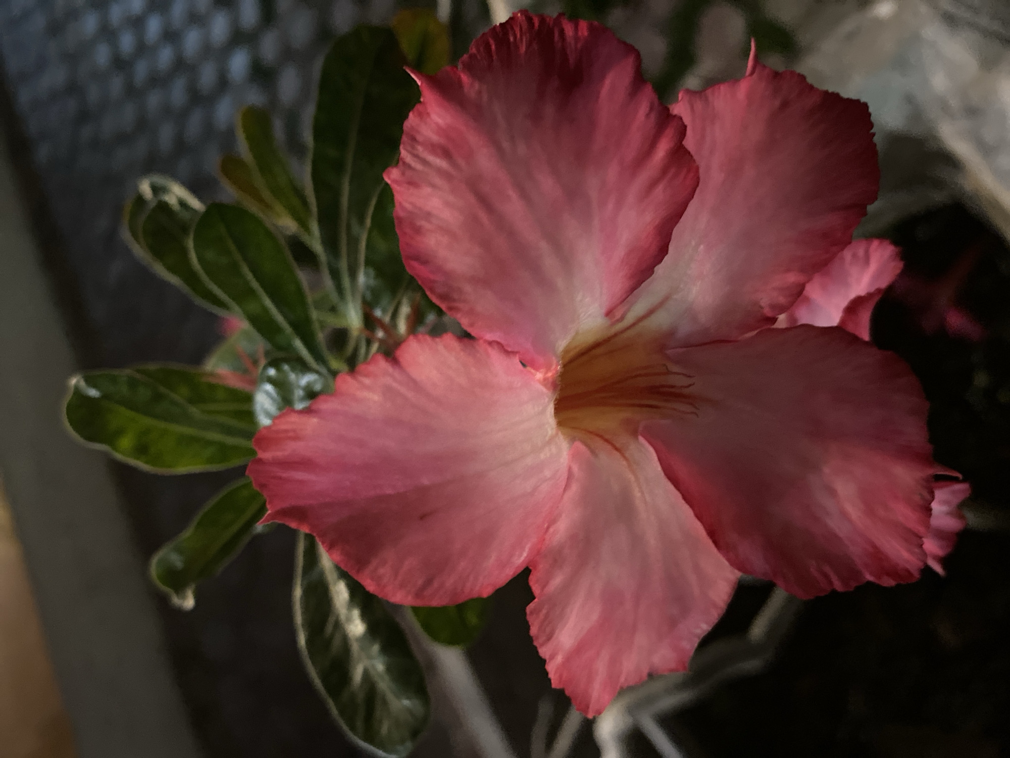 A close-up, high-angle shot shows a vibrant pink Adenium flower with five petals. The petals are delicate and have a slightly ruffled edge, with lighter pink and white tones towards the center. Thin red veins are visible within the petals. The flower is in focus, with its stamens and pistil clearly visible in the center. Behind the flower, lush green leaves are visible, also in focus. The background is dark and blurred, with some textured patterns suggesting an outdoor setting at night. The lighting is soft, illuminating the flower from the front.