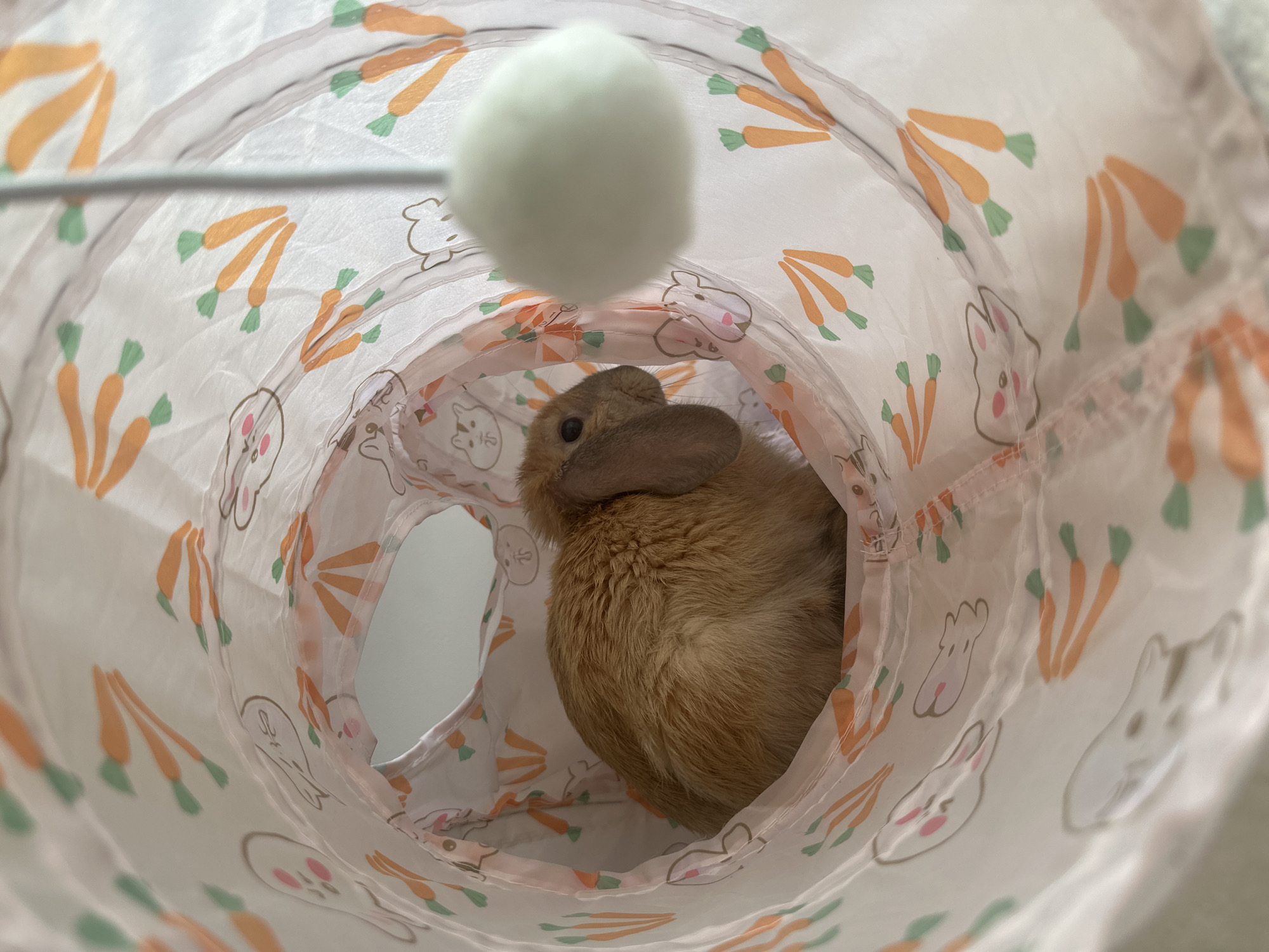 A medium-sized brown rabbit is seen inside a collapsible fabric tunnel, decorated with a pattern of white rabbits and orange carrots with green stems. A white, fuzzy ball toy attached to a white stick is hovering above the tunnel, near the rabbit. The interior of the tunnel is softly illuminated. The background outside the tunnel is softly blurred and undiscernible. The city of Varna, Bulgaria, is not discernible from the image.