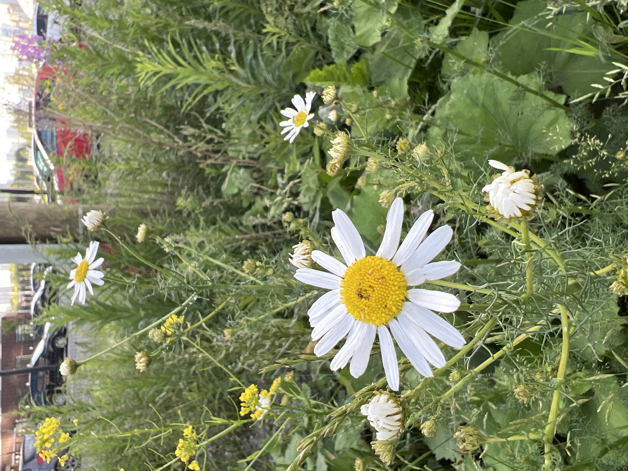 In Yekaterinburg, Russia, a close-up shot captures a cluster of daisies in the foreground, with a large, fully bloomed daisy featuring white petals and a yellow center dominating the lower right. Several smaller, less developed white flowers and buds are scattered amongst the foliage. In the background, a blurred urban environment is visible, with a street lined with parked cars, including a red car, and some buildings. Green grass and other vegetation fill the space between the flowers and the street, suggesting an area where nature is reclaiming or integrated into the urban landscape. The lighting indicates it is daytime, possibly late afternoon, with soft, natural light illuminating the scene.