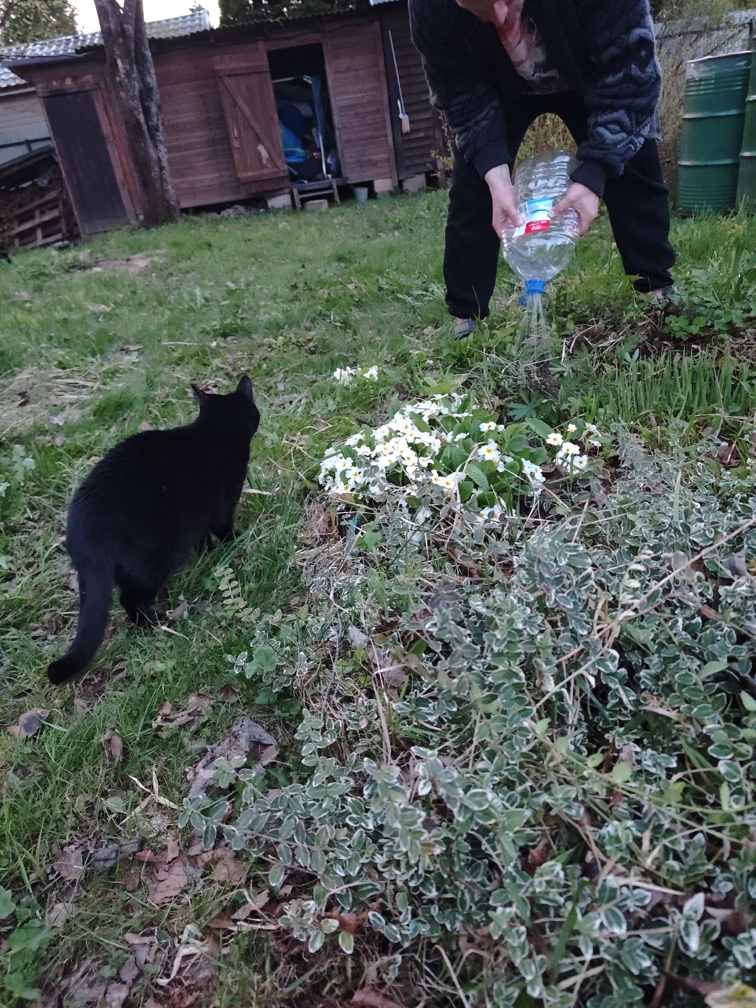 The image, seemingly taken in Yakhroma, Russia, depicts a scene in a grassy area, possibly a garden or yard. An individual is seen watering a patch of white flowers with a plastic water bottle. A black cat is nearby, facing away from the camera and towards the flowers.
In the background, there's a wooden shed or outbuilding with an open door and two barrels, which suggests that it is outside and not a city park. There are also piles of firewood near the wooden outbuilding. The overall environment suggests a rural or semi-rural setting. The image captures everyday activities, specifically watering the flowers and a cat's presence in the scene.