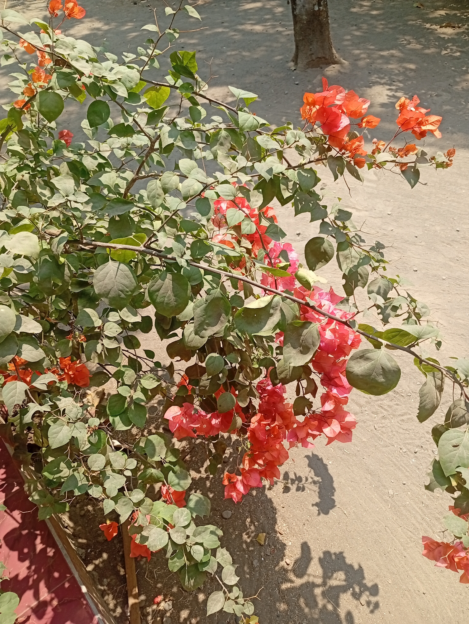 The image depicts a close-up view of vibrant orange and pink bougainvillea flowers and their green leaves, with a dirt ground and tree shadows in the background. The bougainvillea is a flowering plant with a woody stem and is likely an outdoor plant in a garden or park. The lighting suggests it is daytime, possibly sunny, given the distinct shadows cast by the foliage and a distant tree. The overall impression is of a natural, possibly slightly unkempt, outdoor setting.