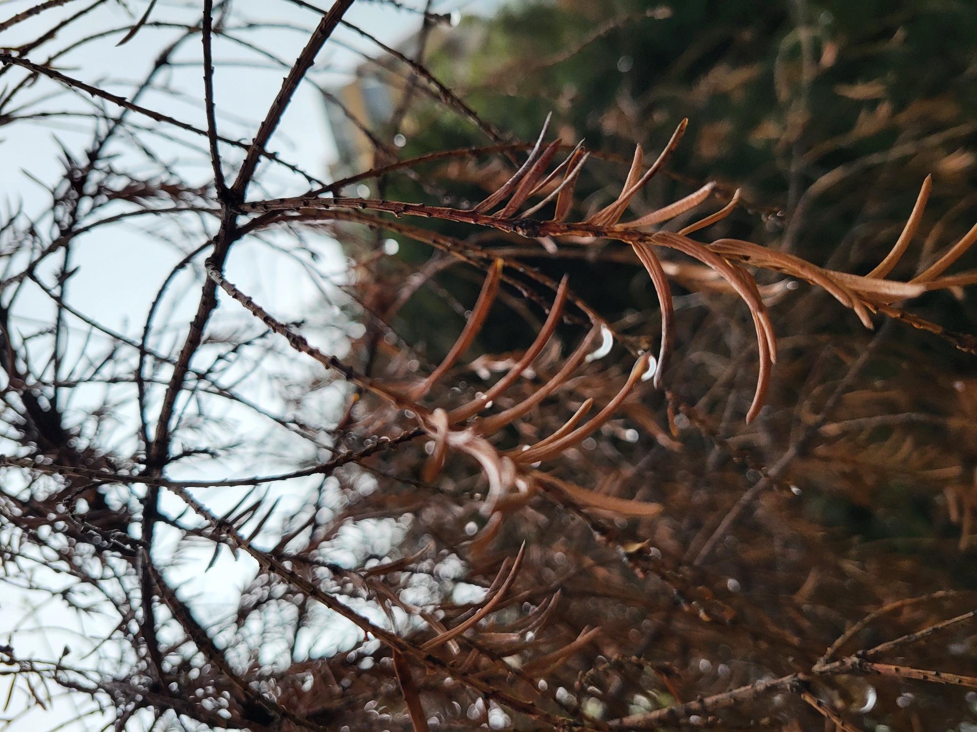 The image depicts a close-up view of brown, leafless tree branches with water droplets clinging to them. The background consists of a blurred cityscape and foliage. The location is likely in Budva, Montenegro, given the request.