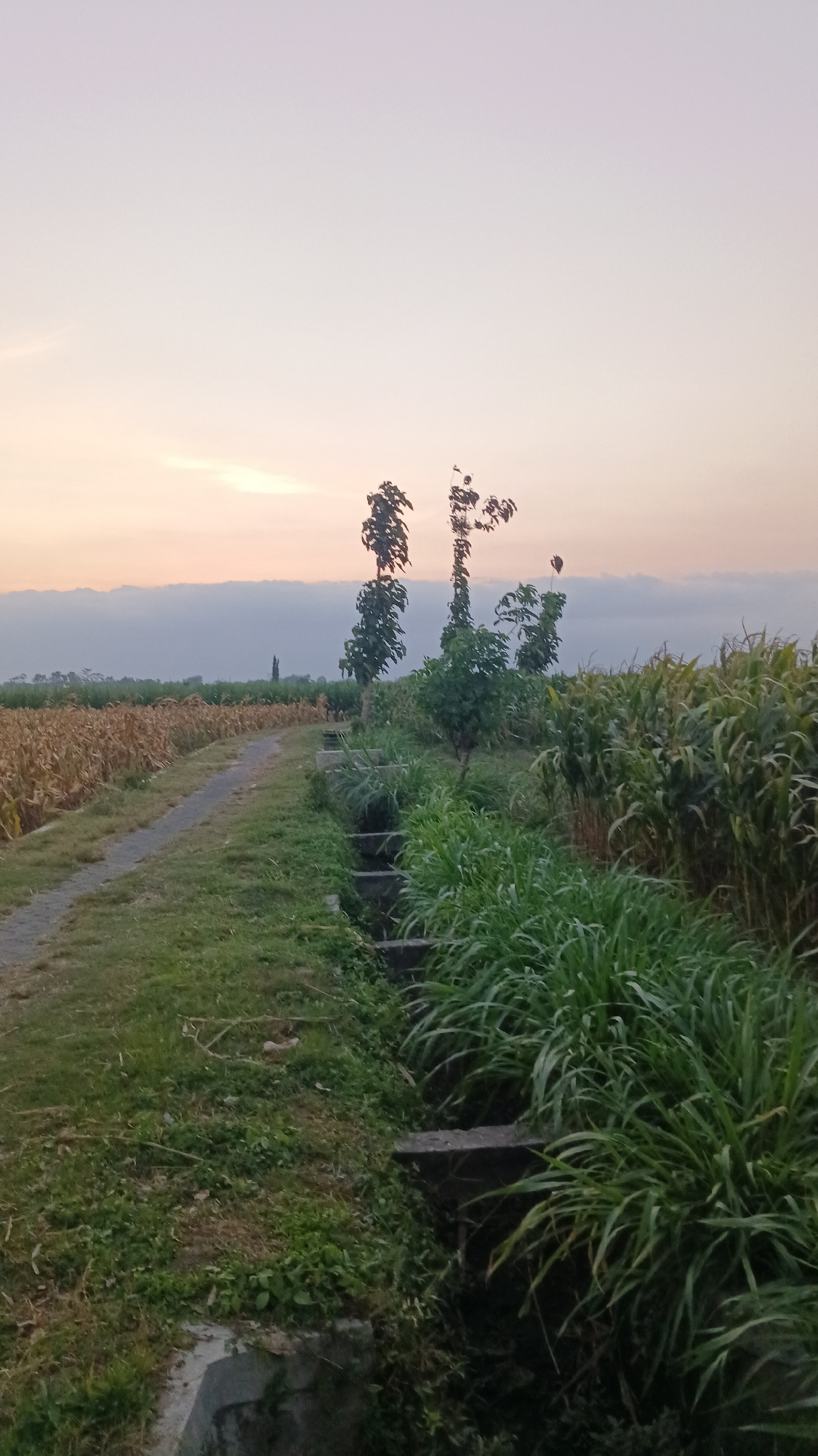The image shows a pathway in a rural area, likely Nambaan, Indonesia, with fields on either side and a drainage ditch running alongside the pathway. The sky is a pale, muted orange, suggesting either sunrise or sunset. On the left, a field of dried corn stalks stretches into the distance. On the right, a ditch is filled with lush green grass and some low-lying vegetation. Three trees of varying heights stand near the ditch, with the tallest on the left having a somewhat sparse canopy. The pathway itself is made of gravel and grass. In the background, more fields and some distant structures are visible. The overall impression is one of a peaceful, agricultural landscape at dusk or dawn.