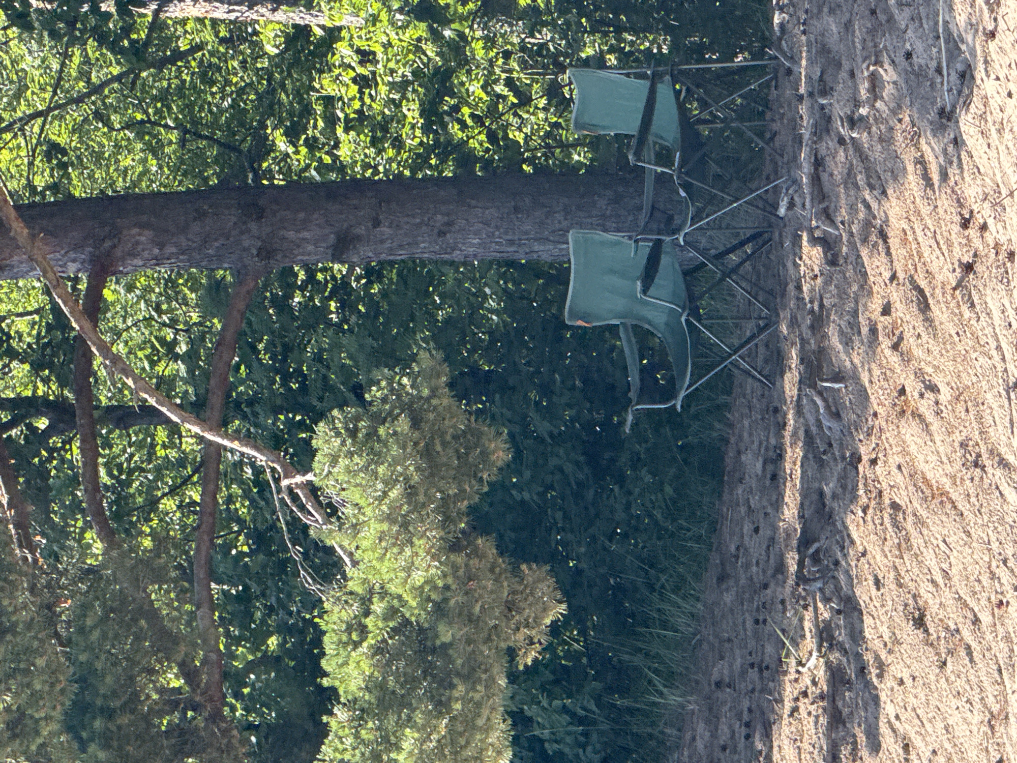 Two empty green folding chairs are set up on the edge of a sandy area, next to a large tree and lush green foliage. The chairs are positioned facing away from the camera, with their metallic frames visible. The sandy ground is textured and appears to be in sunlight, suggesting a sunny day. Behind the chairs, a large tree trunk dominates the center of the frame, with its bark clearly visible. The background is filled with dense green leaves, indicating a wooded or forest setting. To the left of the tree, more trees and undergrowth can be seen, suggesting a natural outdoor environment. The image is oriented vertically. There is no visible text. The scene suggests a moment of stillness, perhaps after a picnic or a rest stop in a natural park or recreational area. The lighting indicates it is likely daytime.