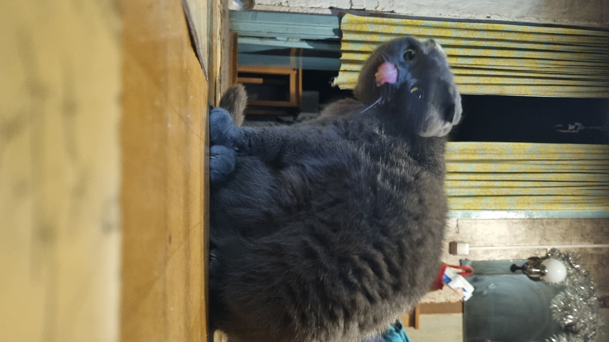 A gray Scottish Fold cat is sitting on a wooden floor indoors. The cat is facing left with its tongue sticking out. Behind the cat, yellow curtains with a floral pattern are visible. To the right, a mirror reflects a lamp and some tinsel decorations. In the foreground, the wooden floor is worn and has a glossy finish. The overall scene suggests a domestic setting in the city of Vysokoe, Russia.