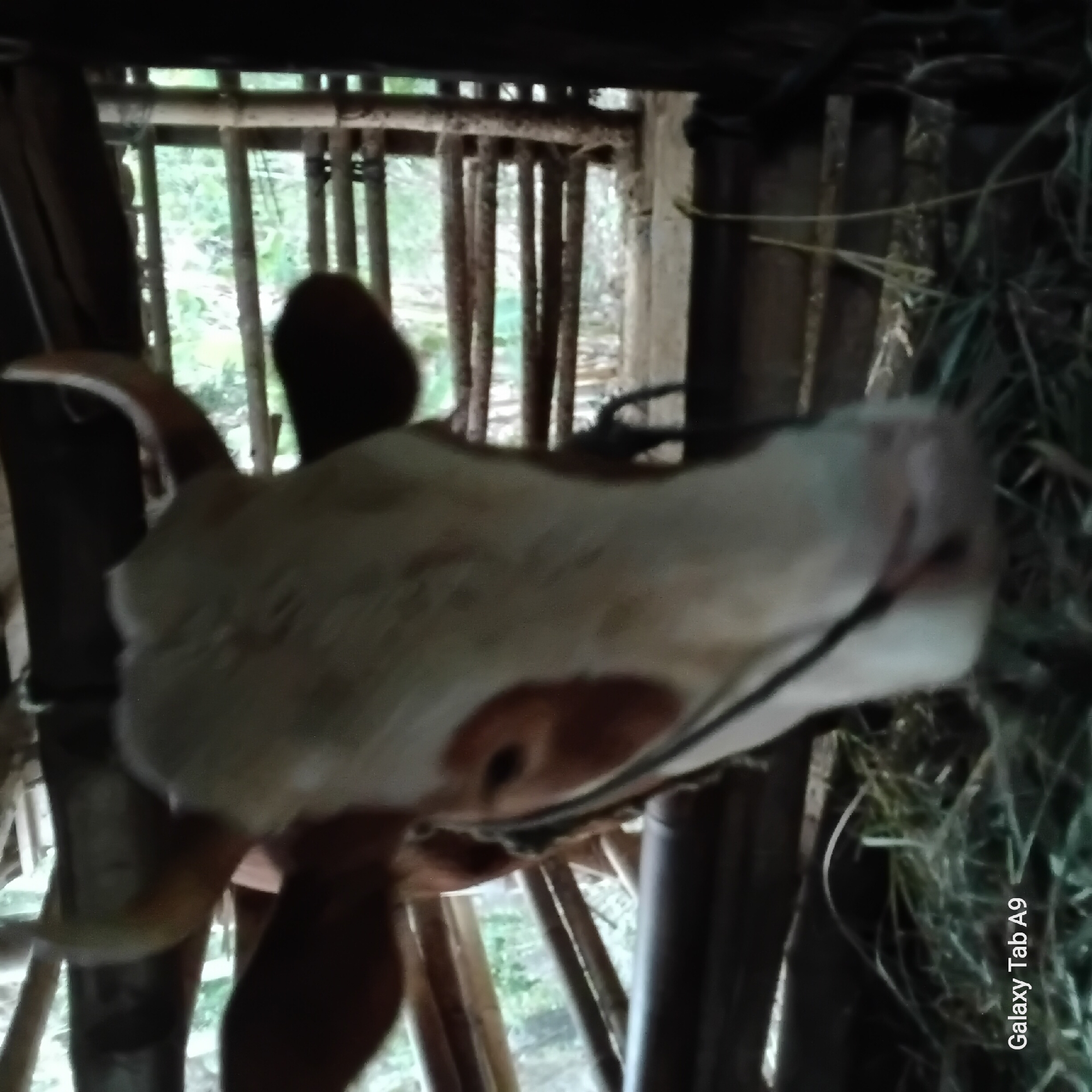 The image shows a close-up, slightly blurry view of a cow's head and upper body in a simple enclosure. The cow has a white face with brown patches around its eyes and ears, and its horns are visible. It appears to be standing on a bed of hay. The enclosure is constructed of wooden poles and beams, with bamboo slats forming a backdrop. Outside the enclosure, greenery is visible, suggesting a rural or semi-rural setting. The bottom left corner of the image displays the text "Galaxy Tab A9". This image is likely from a farm or livestock area in Trenggalek, Indonesia.