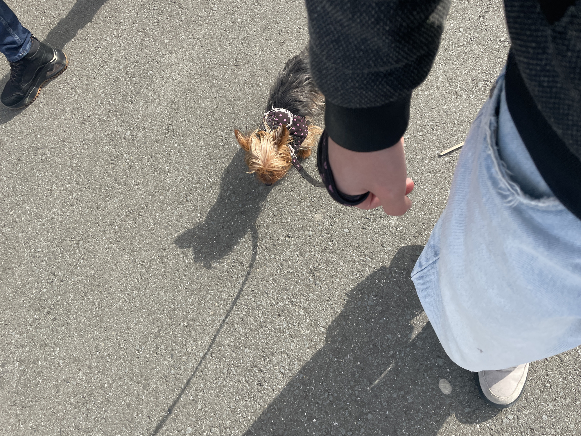 The image depicts an outdoor scene on an asphalt surface. A small, long-haired terrier dog wearing a polka-dot patterned garment and leash is near the center of the frame. The dog is held by a person partially visible on the right, wearing a dark-colored jacket, light-wash jeans, and a beige shoe. The lower portion of another person's leg and black shoe are visible in the upper left corner. A small stick is on the ground near the person holding the dog. The location cannot be determined from the image.