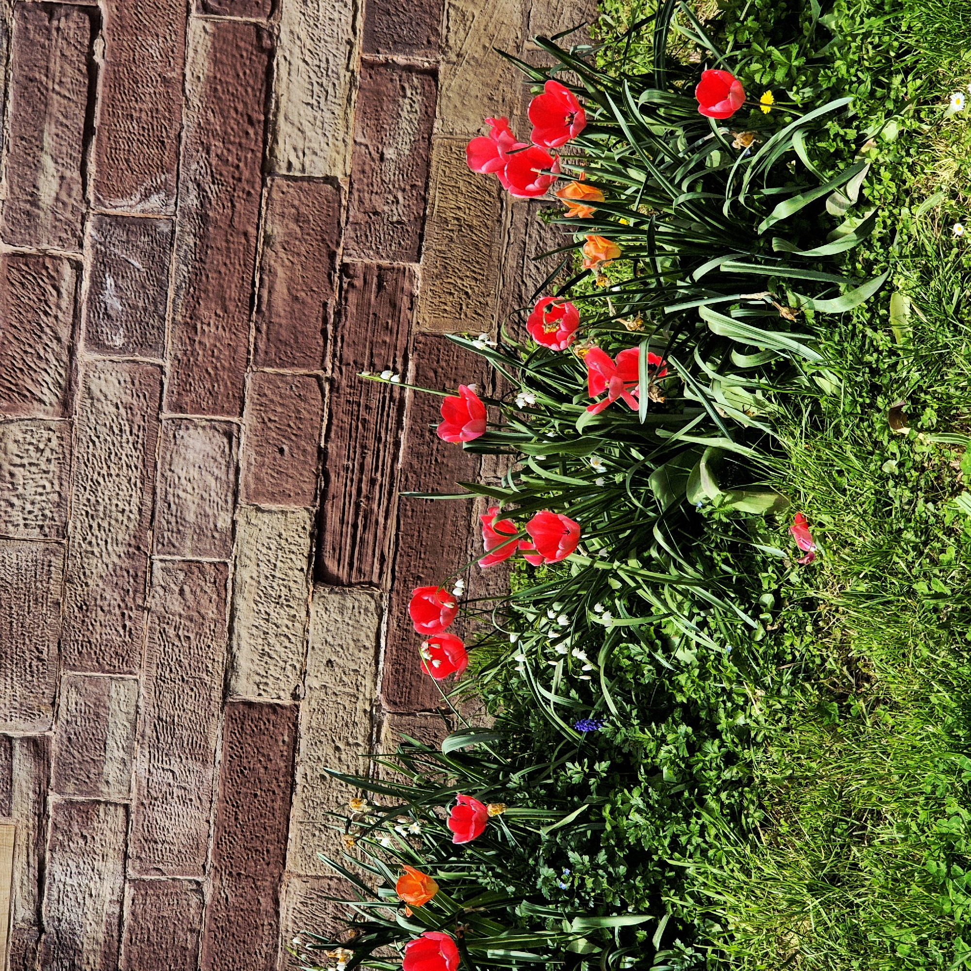 A vertical, full shot depicts a section of a brick wall adjacent to a patch of green grass and flowers. The brick wall, occupying the left side of the frame, features rectangular bricks in alternating shades of brown and tan. The bricks have a rough, textured surface. Adjacent to the wall, on the right side of the frame, is a patch of green grass. Growing within the grass are various flowers, primarily red tulips. Also visible are a few orange and white flowers. The grass appears dense and well-maintained. Given the architectural style and common flora of the region, it is likely this image was captured in Strasbourg, France. There are no people in the shot.