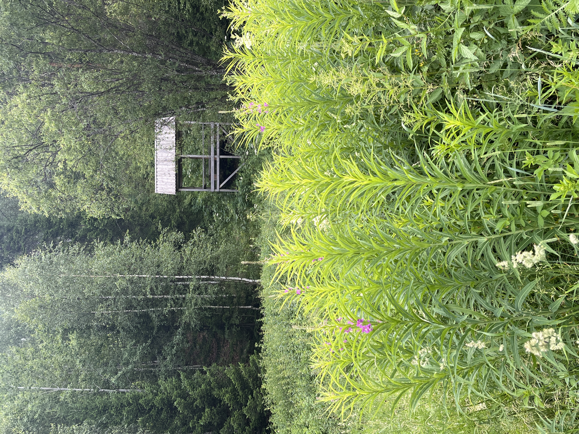 The image depicts a dense forest with a focus on tall, bright green plants in the foreground, some of which have small pink flowers. In the background, a wooden structure resembling a raised hunting blind or observation platform is visible amidst the trees. The environment appears to be natural and overgrown, suggesting a wilderness area. The exact location in Divnogorsk, Russia, is not determinable from the image alone.