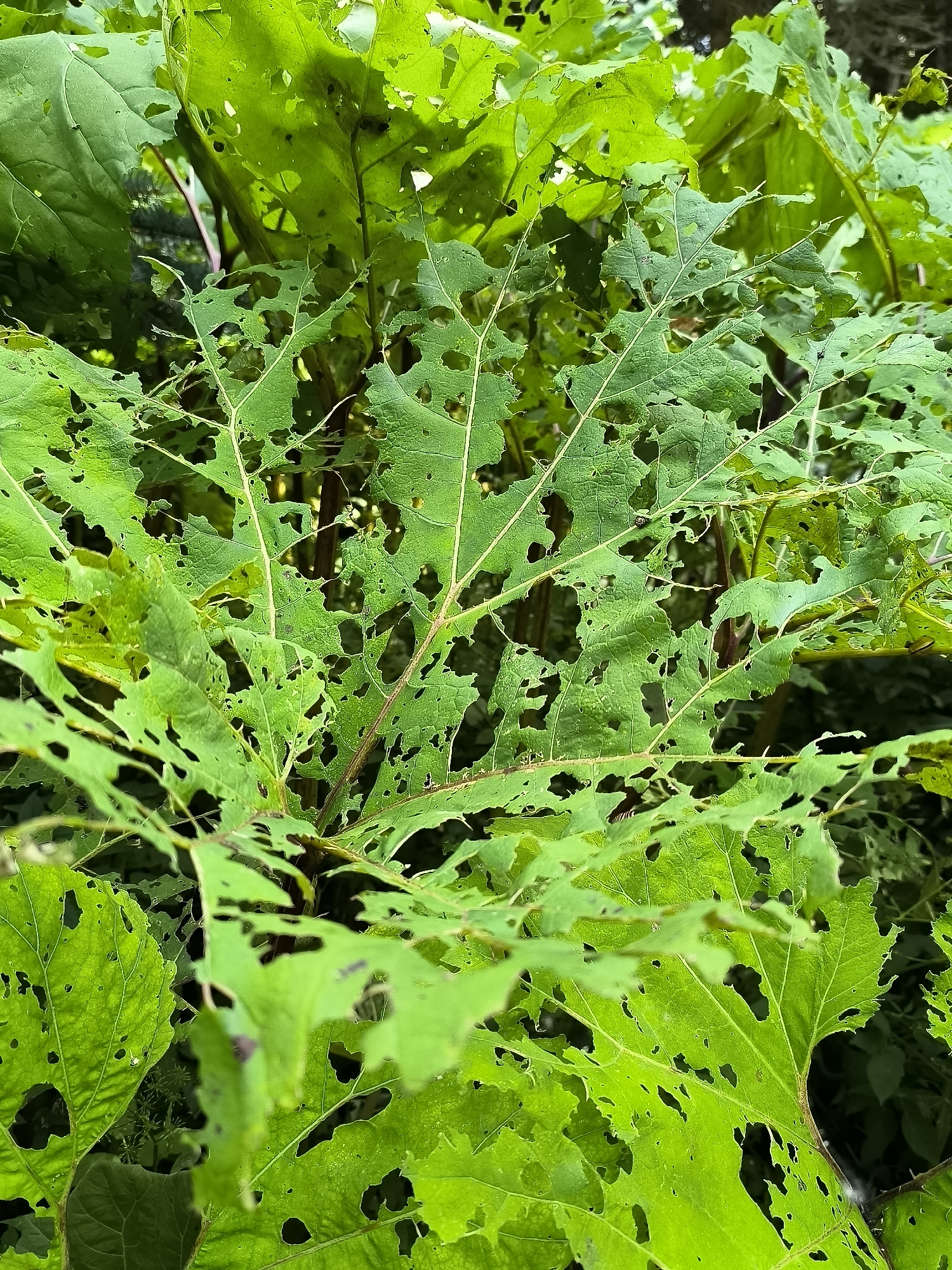 The image shows a close-up view of large, vibrant green leaves that are heavily damaged by insects, with numerous holes and irregular edges. The leaves are arranged in a dense cluster, and their veins are clearly visible. Some of the leaves appear to be wilting or decaying. The background consists of darker, out-of-focus foliage and hints of brown stems, suggesting an outdoor environment. The scene is likely located within the botanical garden of Mosėdis, Lithuania, a place known for its diverse collection of plants, which may include species susceptible to insect damage.