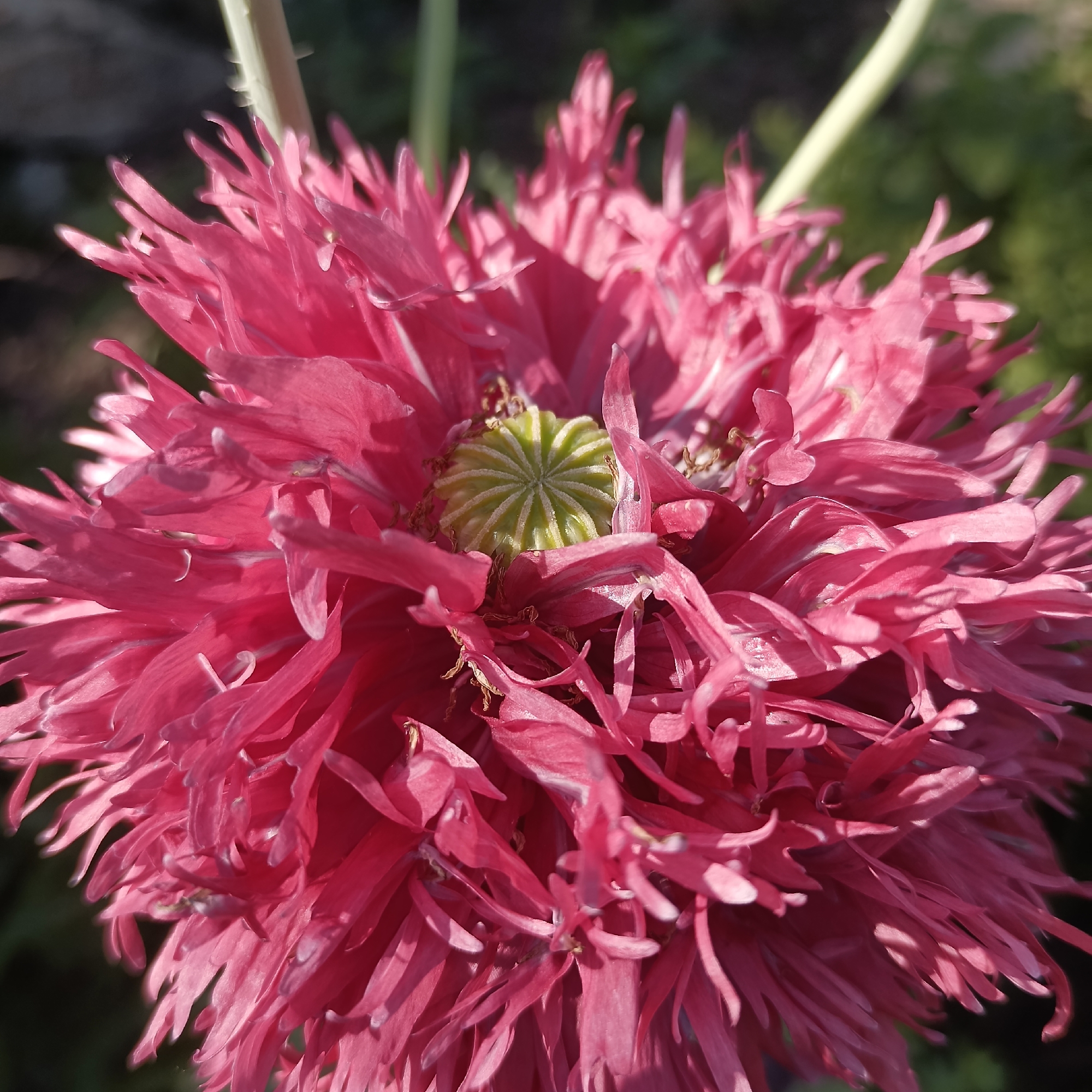 A close-up, eye-level shot showcases a vibrant, fluffy pink poppy bloom. The flower's petals are finely fringed and layered, creating a textured, almost feathery appearance. At the center of the bloom, a light green, ribbed seed pod is visible. The background is softly blurred, with hints of green foliage and a dark, out-of-focus area suggesting a garden setting. A thin, pale green stem extends vertically through the upper portion of the frame. The image was taken outdoors, likely in a garden. No specific location in Sennik, Bulgaria, can be identified from the image.