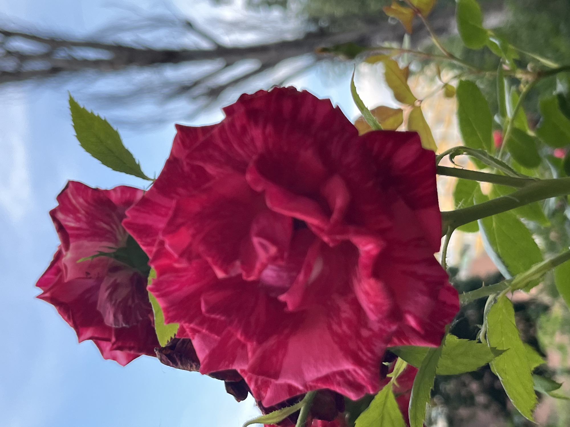 This is a close-up, vertically oriented photograph of two red roses in bloom. The foreground is dominated by the bloom of one rose, its petals a deep crimson with lighter pink streaks, creating a marbled effect. The petals are intricately folded and textured. To the left and slightly behind, a second rose is partially visible, also red and showing similar striations. Green leaves, some pointed and serrated, are scattered around the roses, with a thorny stem visible connecting them. The background is blurred, showing a soft focus of green foliage, what appears to be a light-colored wall or building, and a bright sky with some silhouetted branches or power lines. The lighting suggests it is daytime, likely a sunny day given the brightness of the sky. The context provided indicates this is Dnipro, Ukraine. No text is visible in the image.
