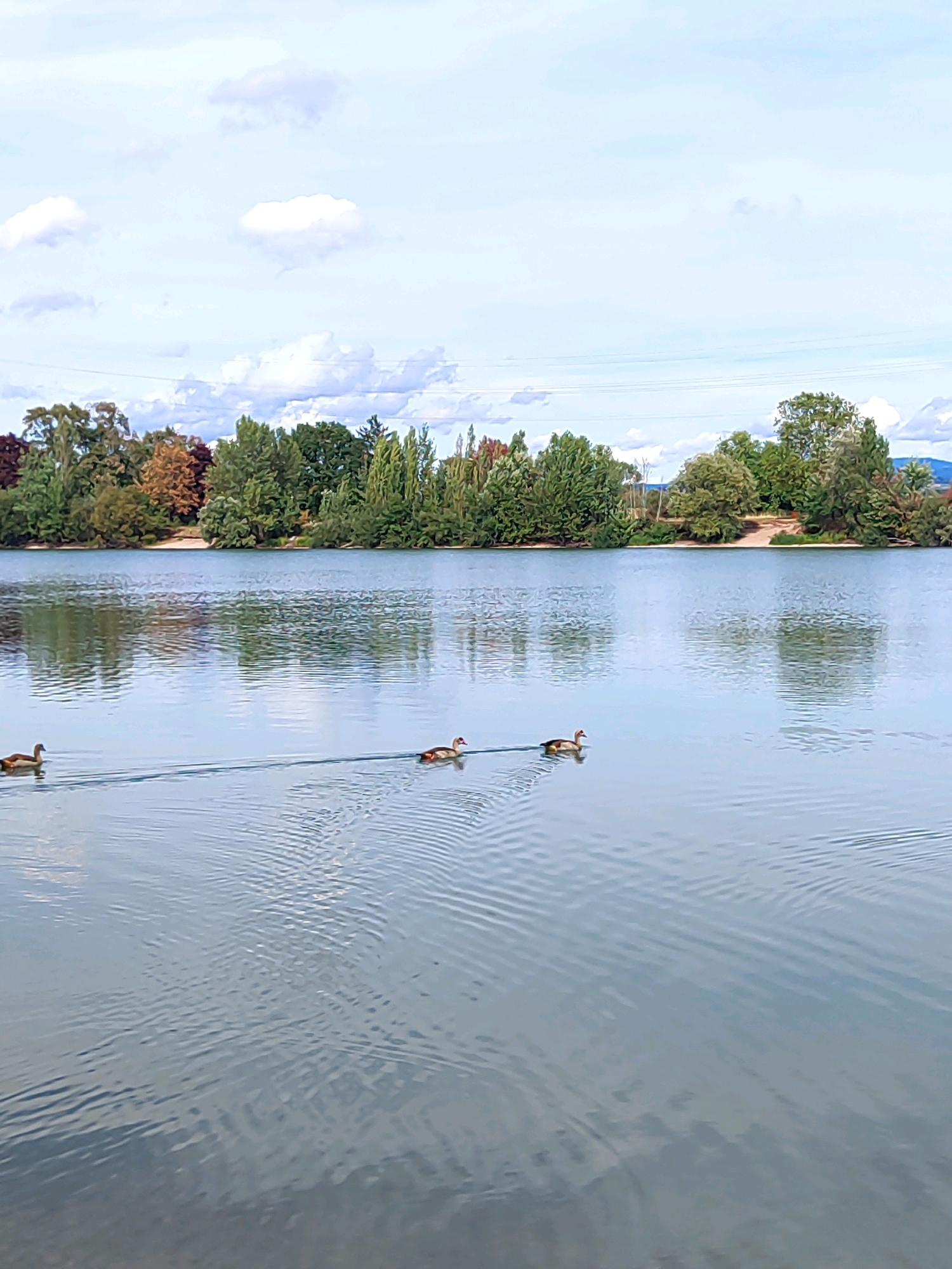 A wide shot captures a serene lake with a line of four ducks swimming in the foreground. The ducks are spaced out, creating a diagonal line across the water from left to right. The lake's surface is calm, with gentle ripples emanating from the swimming ducks, reflecting the overcast sky and the lush green tree line on the opposite shore. The trees are dense, with a mix of deciduous and coniferous varieties, some showing autumn colors of red and brown amongst the green. Beyond the trees, the sky is a pale blue, dotted with fluffy white clouds. The overall scene suggests a tranquil natural setting, likely in the city of Offenburg, Germany, as suggested by the provided metadata. There are no people visible in the image.