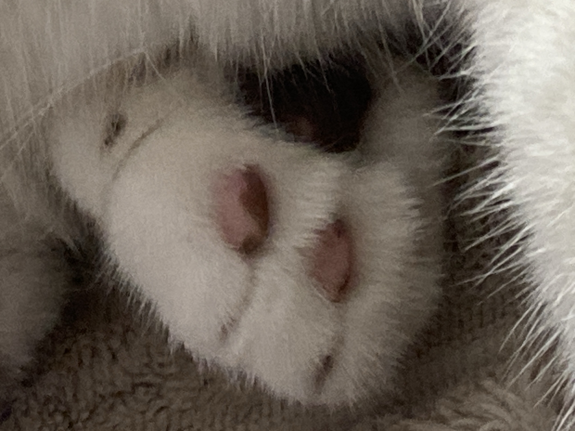 The image shows a close-up view of a fluffy white cat's paw with pink toe beans. The paw is resting on a soft, textured surface, possibly a blanket or carpet, which appears to be in shades of grey and white. There are also darker patches of fur visible, suggesting the cat is likely a bicolor or calico. The lighting is soft and diffused. This image does not depict any location in the city of Novokuznetsk, Russia.