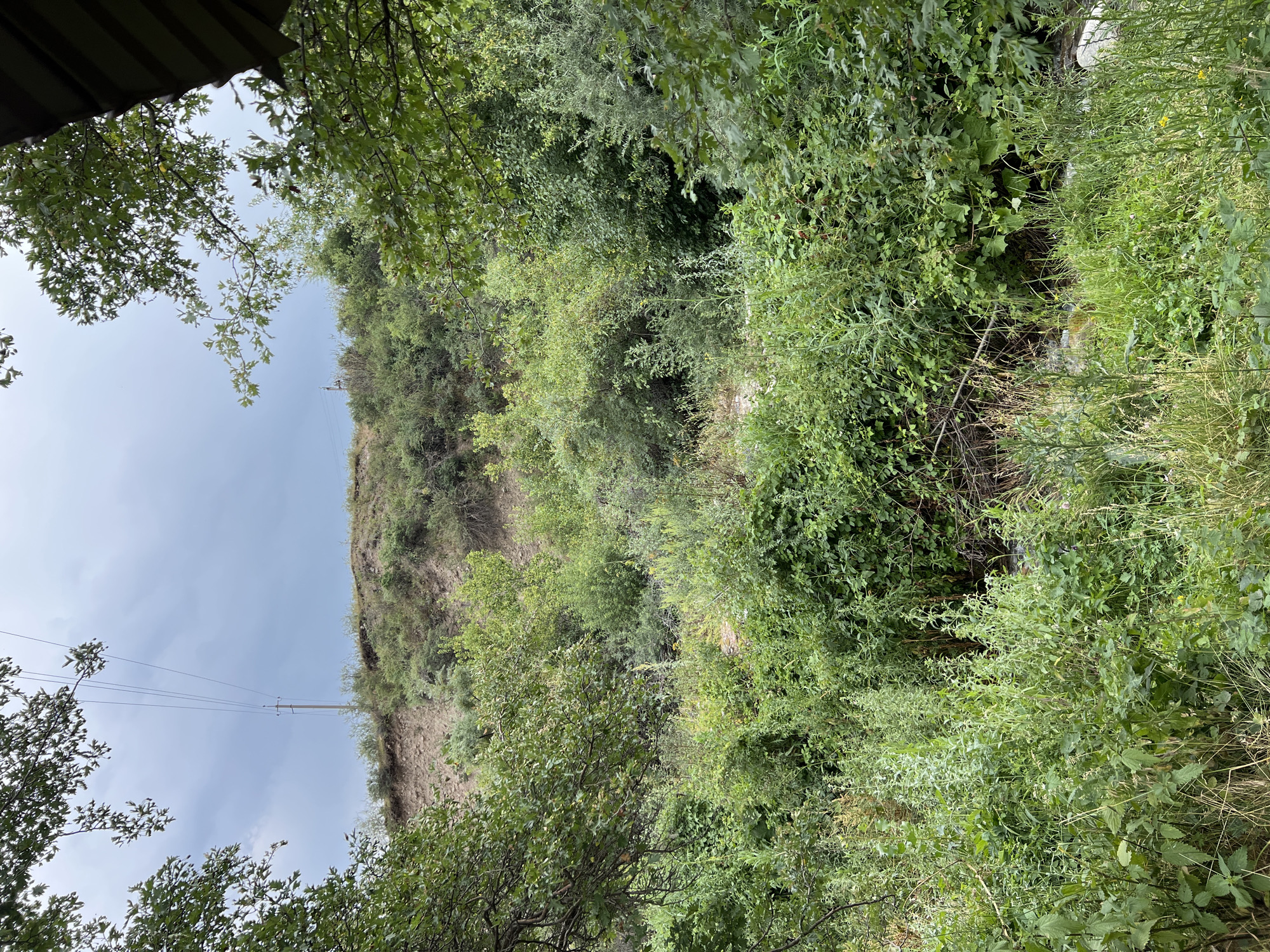 The image depicts a natural, overgrown landscape with a focus on dense vegetation and a partially visible incline. In the upper portion of the frame, a utility pole with power lines stretches across a cloudy sky. The foreground is dominated by various green plants and grasses, creating a thick undergrowth. There is a slight incline on the right side, partially covered by trees and shrubs. In the background, the landscape appears to be a hillside covered with trees and bushes. The overall impression is one of a wild, untamed natural area. The location is identified as Yuryevka, Kyrgyzstan.