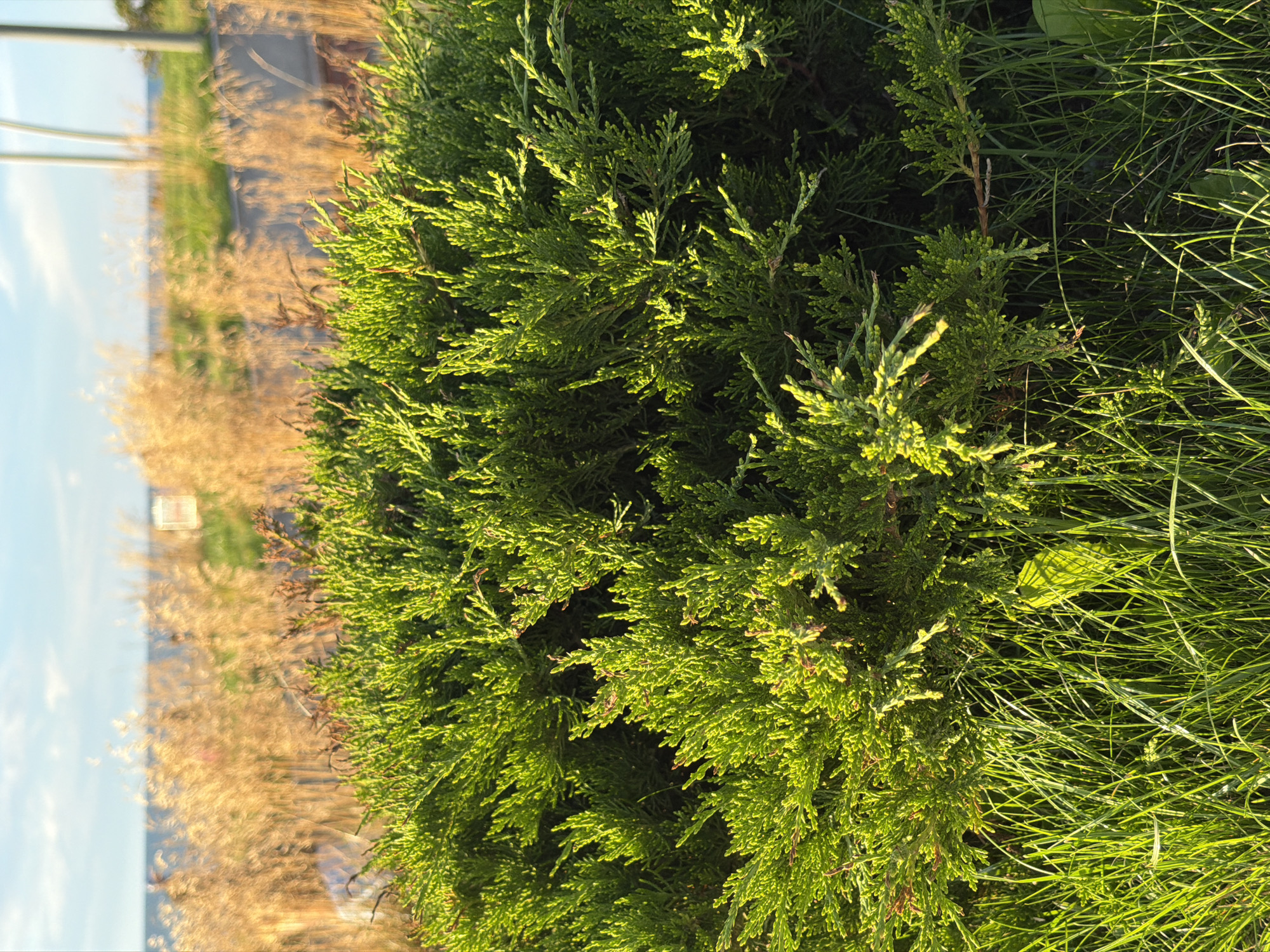In Zelenogradsk, Russia, on a sunny day, a low-lying evergreen shrub with dense, bright green foliage is in focus, occupying the foreground and middle ground of the image. The shrub's branches are layered and textured, with small, scale-like leaves characteristic of juniper or cypress. Sunlight illuminates the top and right side of the bush, creating highlights and casting shadows within its branches. In front of the shrub, lush green grass grows, with some blades catching the light.
Behind the shrub, in the background, a blurred expanse of dry, golden-brown grasses suggests a meadow or coastal vegetation. Beyond the grasses, a sliver of dark blue water, likely the Baltic Sea, is visible, meeting a pale blue sky with scattered white clouds. Two indistinct, vertical light-colored poles are present in the far background, possibly part of a fence or streetlights. The overall scene is naturalistic and serene, with a strong emphasis on the textures and colors of the vegetation and the quality of natural light. No people or animals are present in the image.