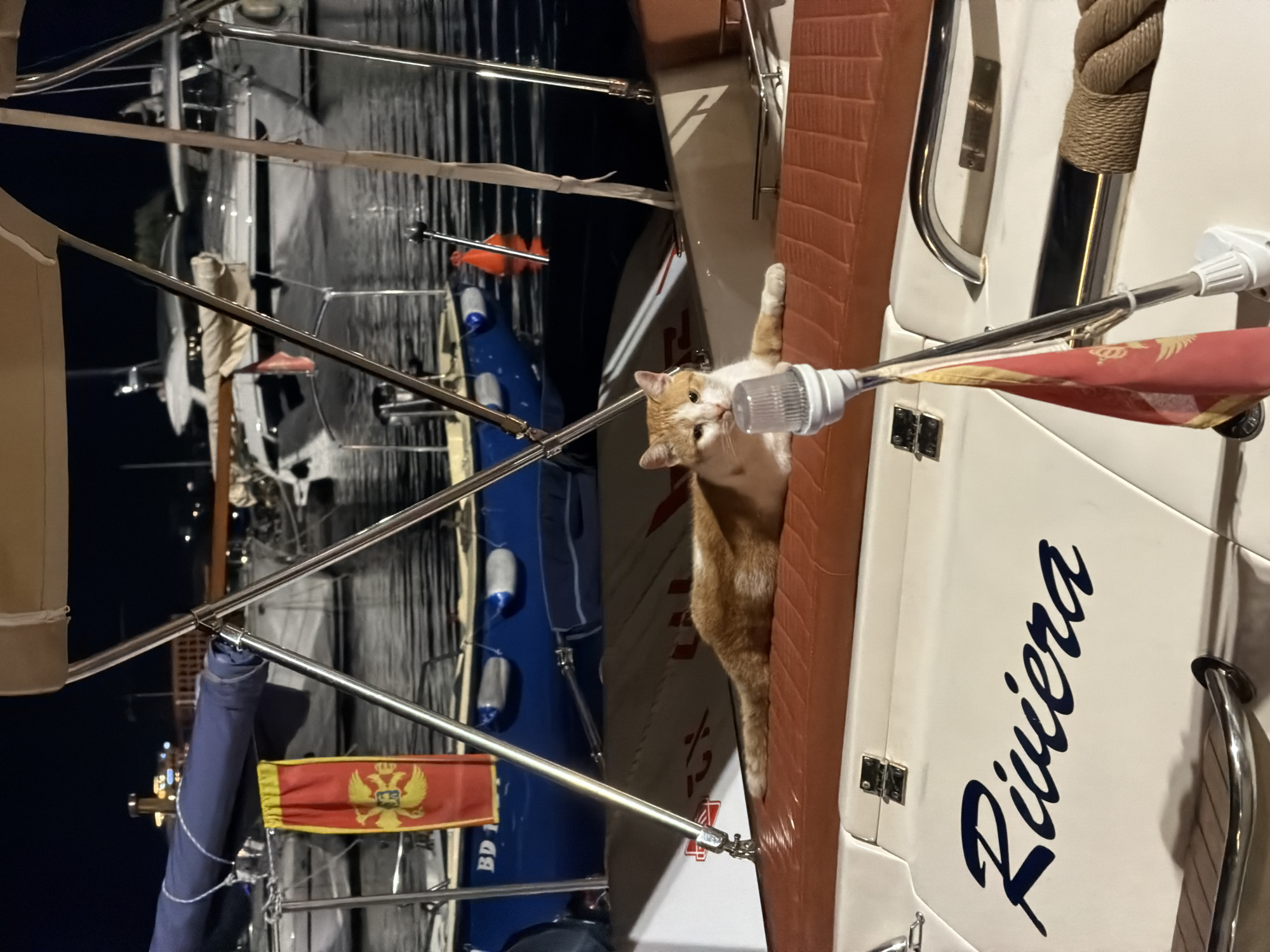 A ginger and white cat is perched on the side of a white boat, leaning over a railing to sniff a clear plastic light fixture. The cat's body is mostly hidden by the boat's structure, but its head and front paws are visible. The boat has a textured brown edge along its side and a dark blue inscription that reads "Riviera." In the background, other boats and masts are visible, suggesting a marina setting. A red and yellow flag with a double-headed eagle symbol is attached to a railing in the foreground. The scene appears to be illuminated by artificial lights, indicating it is nighttime. The overall setting is a harbor or marina, likely in Budva, Montenegro, given the flag.