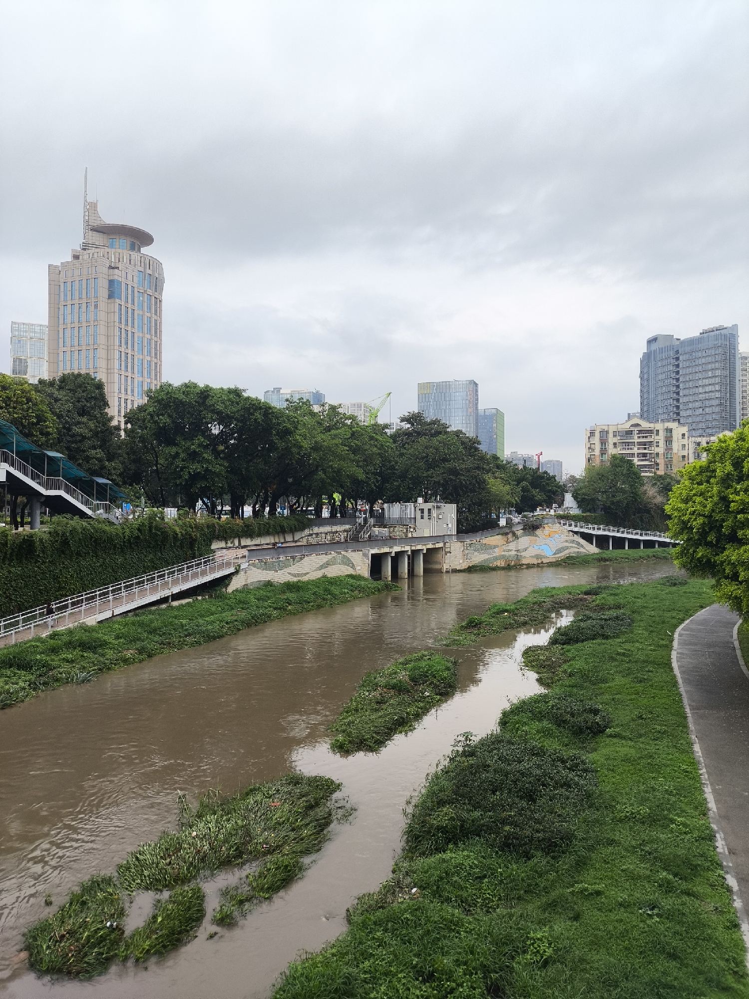 The image depicts a canal running through an urban area, likely in Longgang District, China. The water is brown and murky, with patches of green vegetation growing within the waterway. The banks of the canal are lined with grass and vegetation, and a paved path runs along the right side of the canal. Several bridges and concrete structures span the canal. In the background, a mix of modern high-rise buildings and trees are visible under a cloudy sky. A footbridge with stairs is visible to the left. The city appears to be undergoing construction as indicated by exposed soil and construction cranes in the distance. No people are directly visible in the frame.