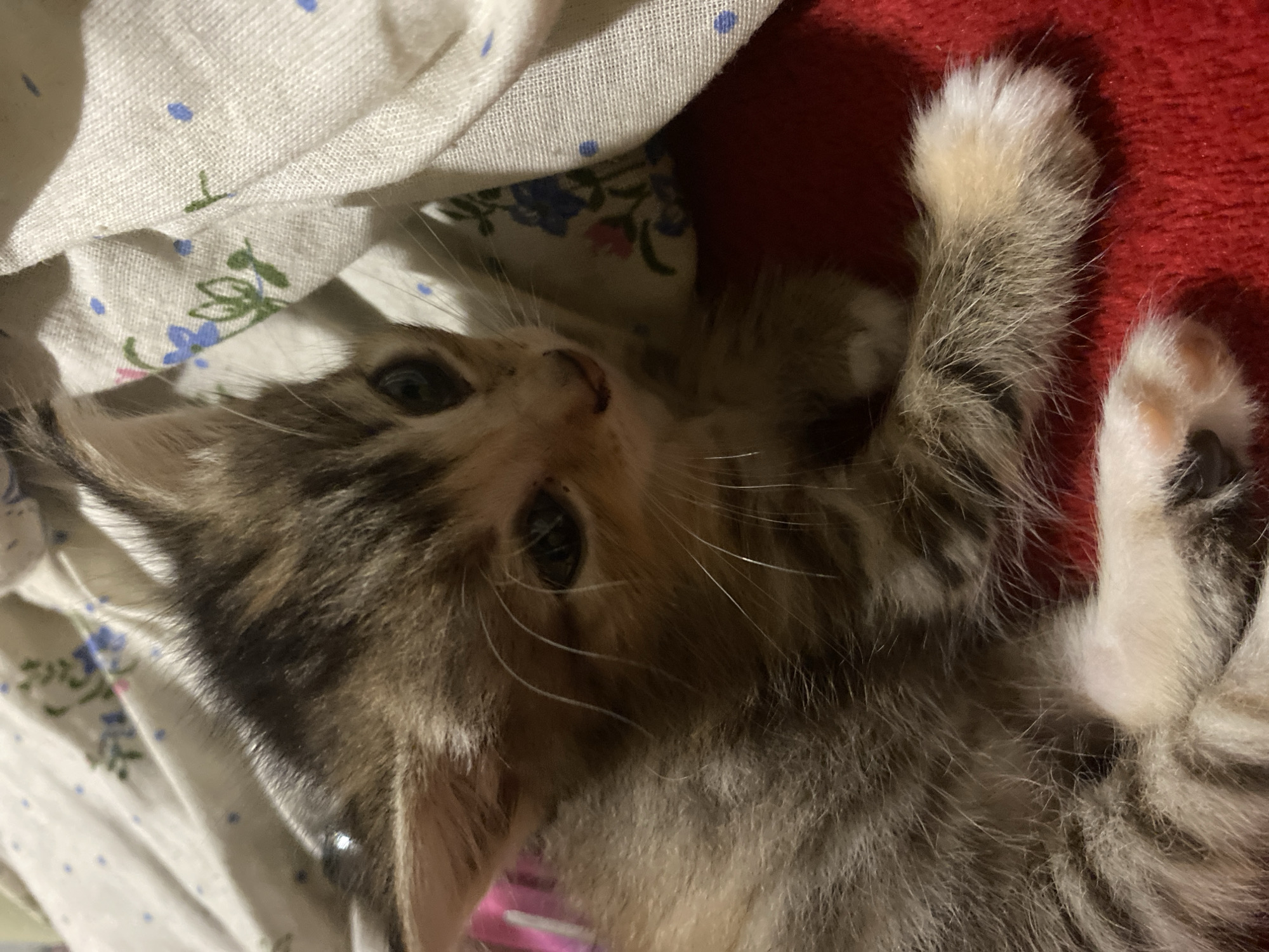The image shows a close-up, high-angle shot of a young tabby kitten. The kitten is lying on a red surface, possibly a blanket or rug, with a patterned white fabric visible in the background. The white fabric has a delicate floral pattern of blue and pink flowers with green leaves, and also features small blue dots. The kitten's fur is a mix of brown, grey, and black tabby markings, with lighter fur on its chest and paws. Its eyes are open and appear dark. One of its front paws is raised and visible, showing white fur and pink paw pads. The other paws are not fully visible. The lighting suggests an indoor setting, likely with artificial light given the shadows. The kitten appears relaxed and perhaps playful, with its body positioned as if it's just waking up or stretching. There is no visible text in the image. The context of Nova Praha, Ukraine, provides a geographical location but no specific visual cues within the image itself directly relate to this location.