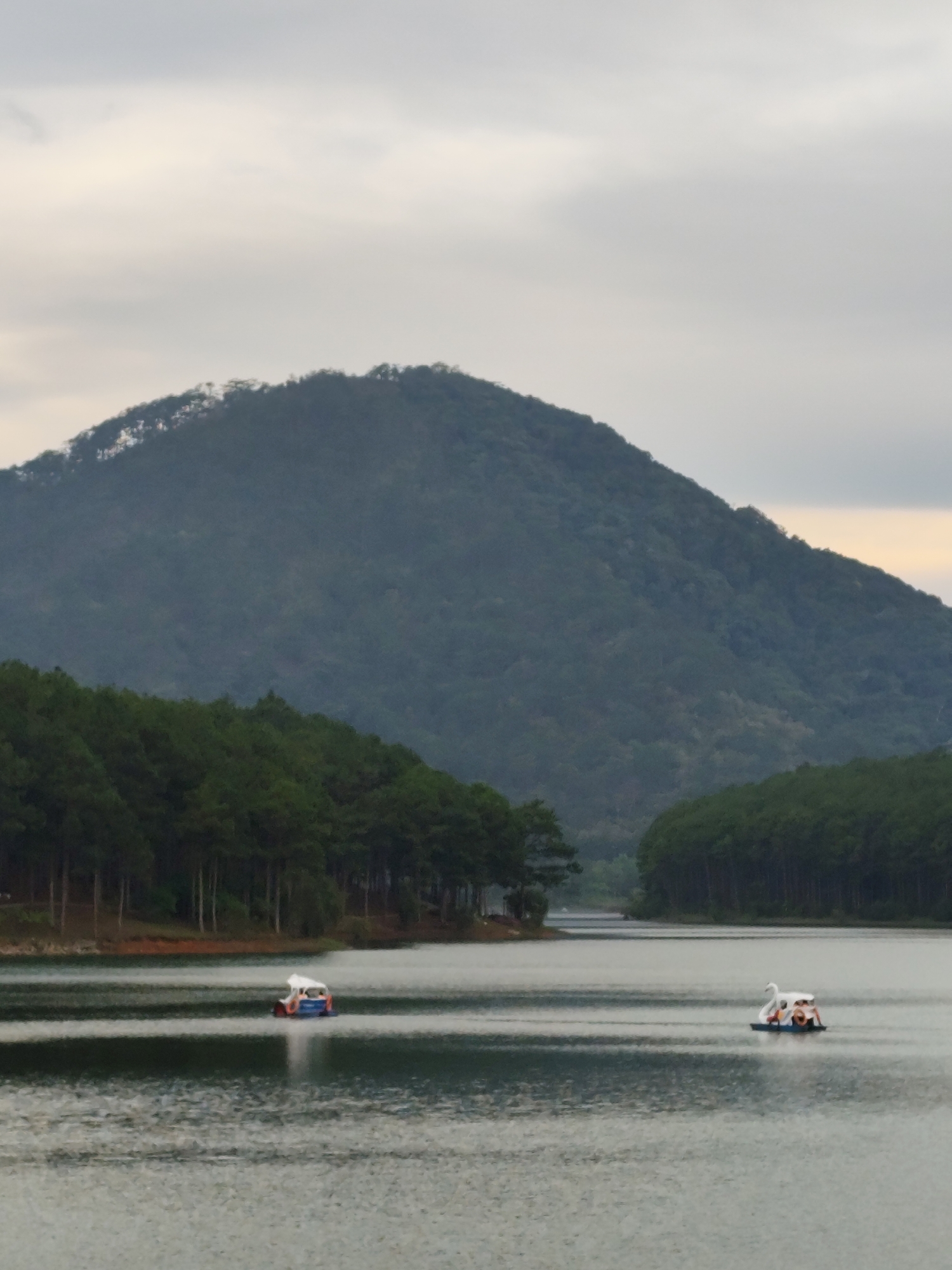 The image presents a view of Tuyen Lam Lake in Da Lat, Vietnam, with a mountain in the background. The lake’s surface is slightly rippled. Two pedal boats, both with swan-like structures, are visible on the water. The shorelines are fringed with dense rows of evergreen trees. The sky is overcast.