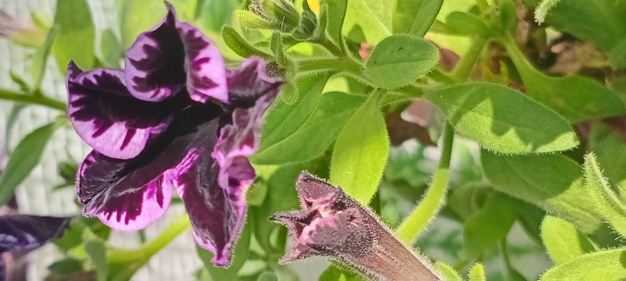 A close-up, vertical, eye-level shot shows a blooming purple and dark purple petunia flower with vibrant green leaves. A small, unopened purple bud is also visible to the left of the frame. The flower's petals are edged with fine white hairs, and the leaves are covered in similar fuzzy hairs. The background is blurred, but hints of a white, textured surface and darker foliage suggest an outdoor or garden setting. The lighting indicates it is daytime, with shadows cast by the leaves and petals. There are no people or animals present in the image.