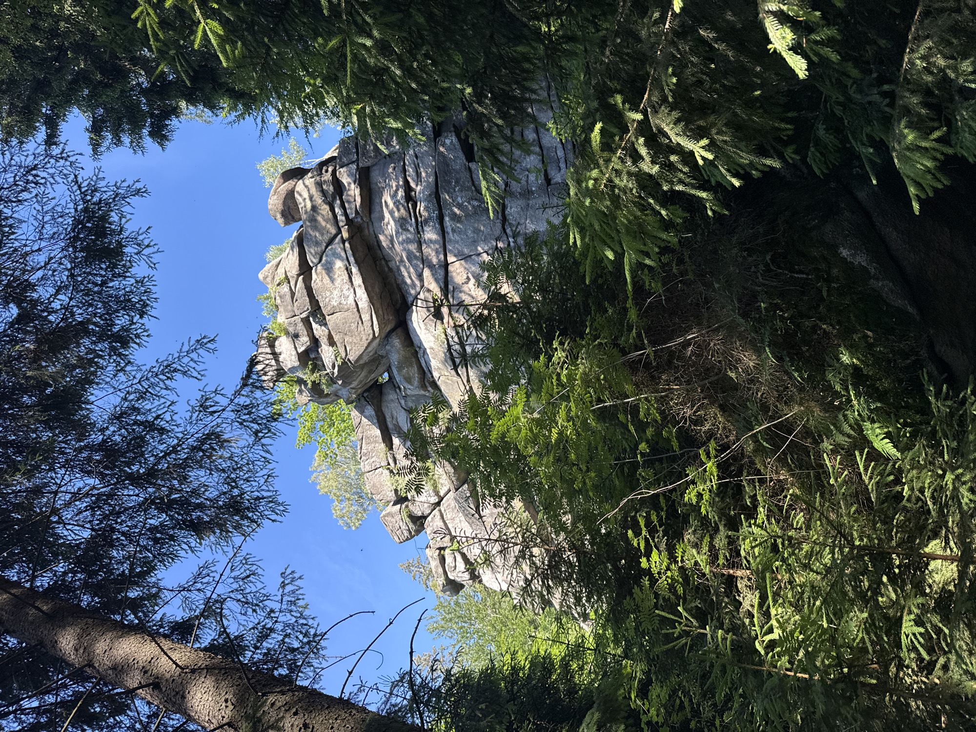 The image shows a dramatic rock formation rising high into a clear blue sky, framed by the dark green branches of coniferous trees. The rock face is angular and weathered, with deep fissures and cracks indicating its age and the forces of nature that have shaped it. Sunlight illuminates parts of the rock, highlighting its texture and creating strong contrasts between light and shadow. Lush green foliage, likely from trees and shrubs, sprouts from ledges and crevices on the rock face, adding a touch of life to the rugged stone.
The perspective is looking upwards from below, giving the impression of a vast and imposing natural landscape. The trees in the foreground are dense, with their needles casting shadows and obscuring the view in some areas, creating a sense of being immersed in a forest. The overall scene suggests a wilderness setting, possibly a national park or a mountainous region, characterized by dramatic geological features and dense vegetation.
The lighting indicates it is daytime, with the sun likely at a high angle, given the bright sky and the way it illuminates the rock. There is no visible text in the image. The scene evokes a sense of awe and the raw power of nature. The location context of Szklarska Poręba, Poland, suggests a mountainous area in southwestern Poland known for its natural beauty, including rock formations and forests.