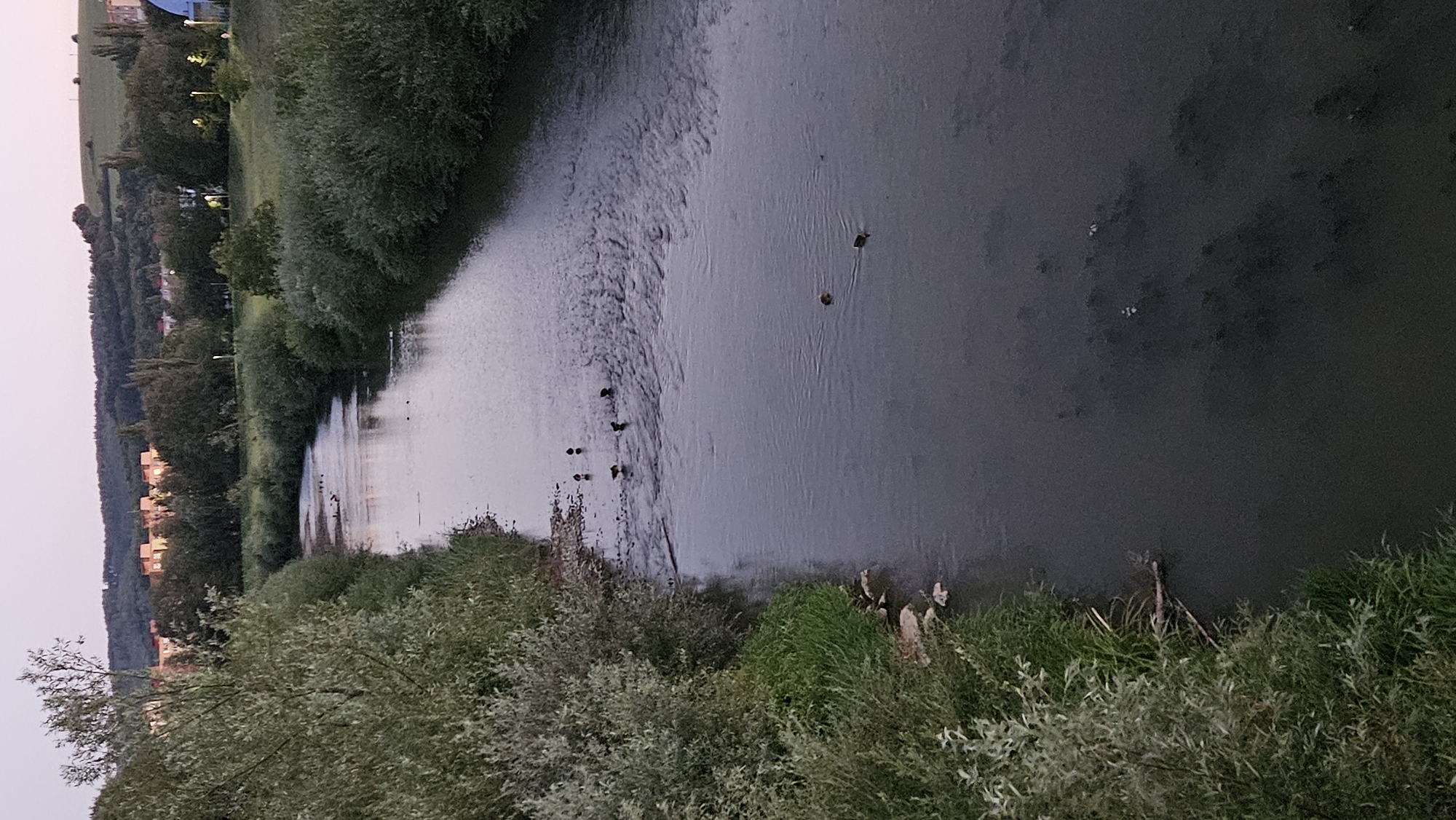 The image shows a body of water, likely a river, flowing through a semi-urban landscape during twilight. The water has a dark, reflective surface, with ripples indicating a gentle current. Several birds, possibly ducks, are visible on the water, some clustered together and others more spread out. The banks of the river are densely covered with green foliage, with trees and shrubs dominating the scene. In the background, there is a hilly landscape with scattered buildings, including apartment blocks, and trees. The sky is a soft, pale hue, suggesting either sunrise or sunset. The overall impression is one of a natural setting on the edge of a populated area. Based on the visual cues of the architecture and the hilly topography, this scene is likely located in Prešov, Slovakia, specifically along the Torysa River, which flows through the city.