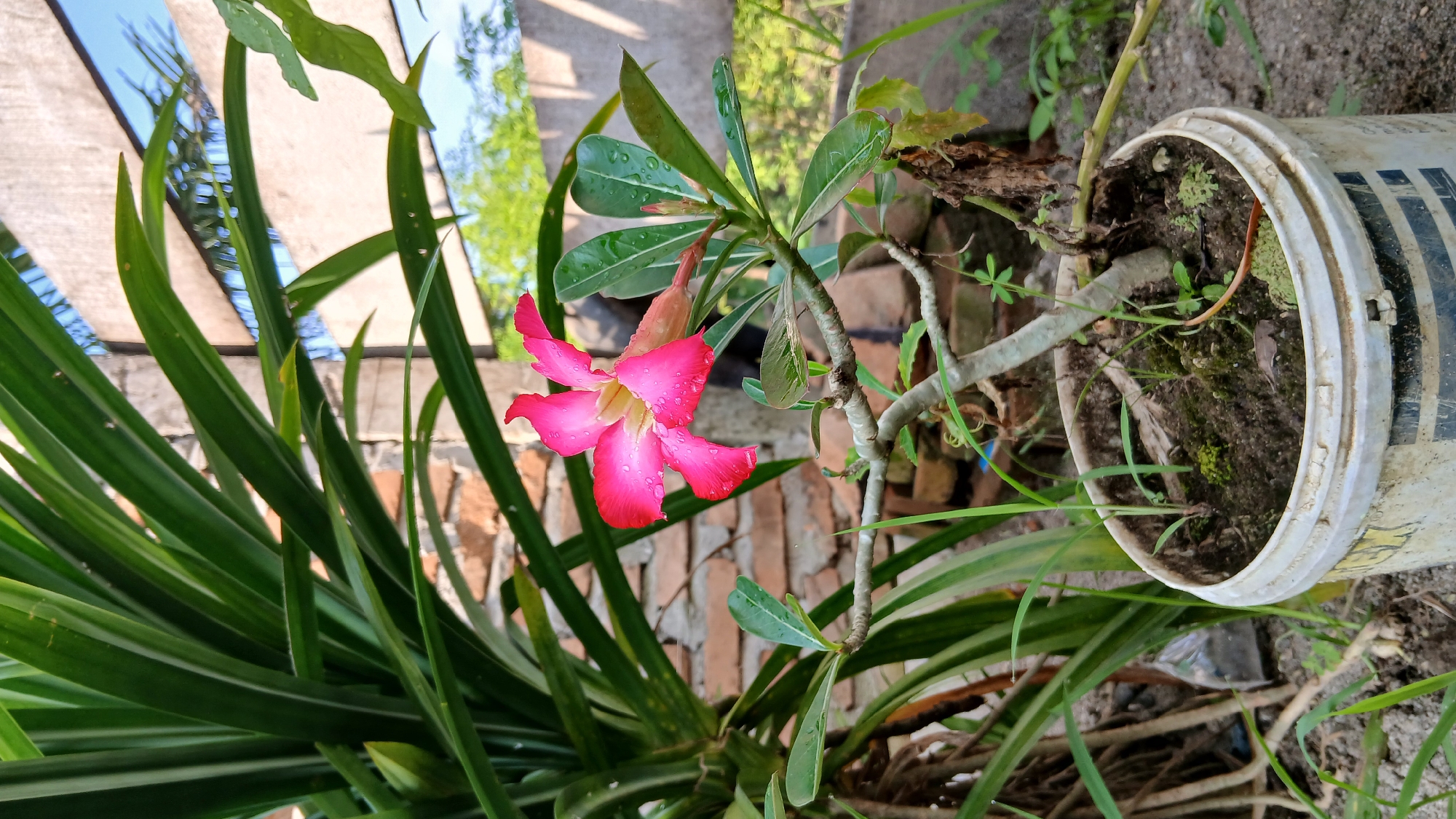 A close-up shot captures a solitary pink desert rose flower in bloom, its petals speckled with water droplets. The flower, with its vibrant pink hue fading to a lighter shade at the tips, sits atop a gnarled, woody stem. To the left, lush green leaves of another plant create a verdant backdrop. In the background, a rustic brick wall and a wooden structure suggest an outdoor setting. The flower is potted in a weathered white bucket, which rests on the soil. The overall scene is one of natural beauty in an urban environment, likely in the city of Klambir Lima Kebun, Indonesia, bathed in the soft glow of natural light.