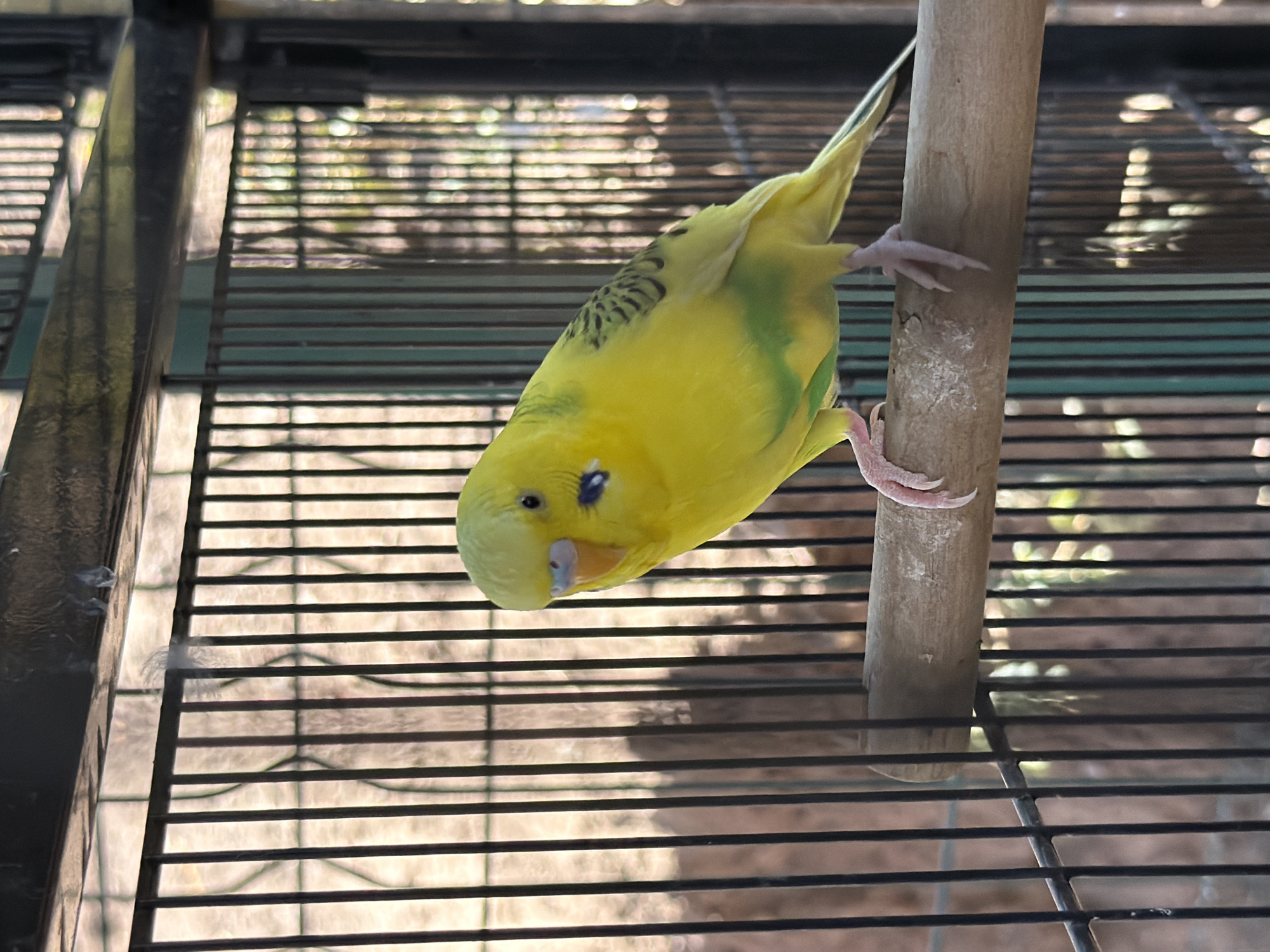 A bright yellow budgerigar is perched on a wooden dowel inside a black metal cage. The bird is facing the viewer and looking to the right. Its plumage is predominantly yellow, with some green accents on its underside and black markings on its wings. The budgie has a light blue cere above its beak, and dark blue markings on its cheeks. The cage bars are thin and vertical, with horizontal bars and a dark metal frame at the top. Behind the cage, a blurred background suggests an outdoor environment with dappled sunlight filtering through vegetation, consistent with the natural surroundings of Charvak, Uzbekistan.