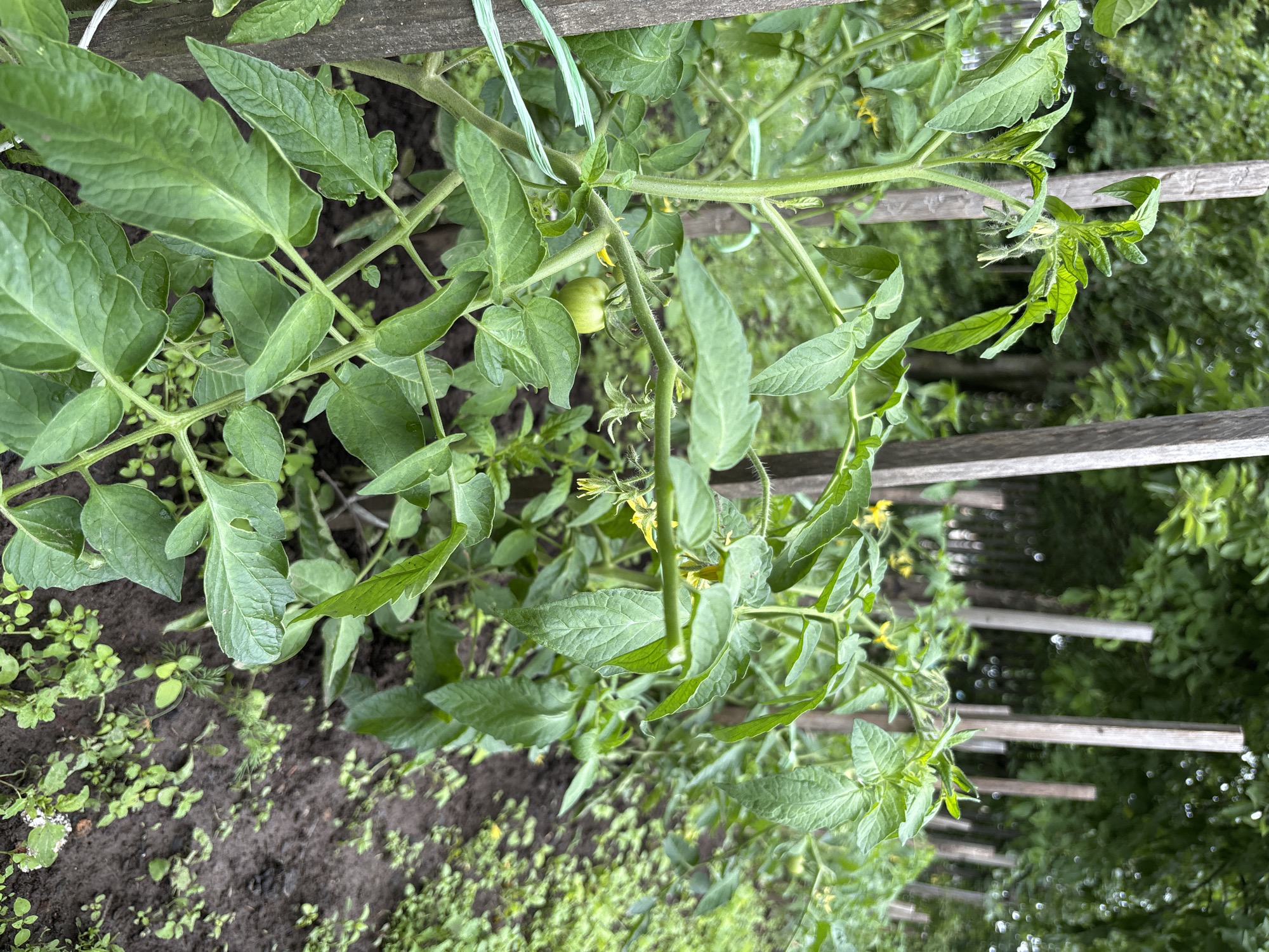 The image depicts a row of tomato plants supported by wooden stakes in what appears to be a garden in the village of Ilpanur, Russia. The plants are green and leafy, with some bearing small yellow flowers and one visible unripe green tomato. The ground is dark soil, with some weeds and smaller plants growing around the base of the tomato plants. In the background, a dense line of trees can be seen, suggesting a wooded area or forest bordering the garden. The lighting indicates it is daytime, with soft, diffused light, possibly suggesting an overcast sky or shade from the trees. The overall scene is one of rural or suburban agriculture.
