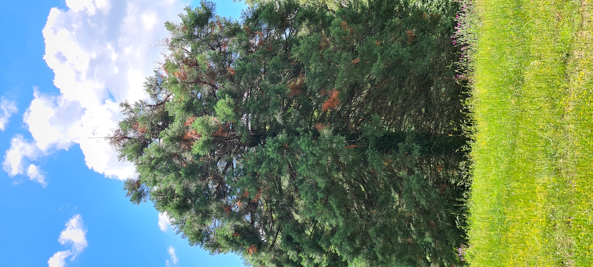 A large, mature coniferous tree dominates the center of the frame, its dense green foliage interspersed with patches of brown, indicating some dryness or discoloration. The tree's branches are thick and extend widely, creating a full, rounded canopy. Behind the tree, the sky is a vibrant blue with scattered white, fluffy clouds. The foreground is a lush, sunlit meadow filled with tall green grass and small yellow wildflowers. To the left and right edges of the frame, the shadowy outlines of other trees can be seen, suggesting a wooded area. The scene appears to be a natural outdoor setting, possibly a park or a rural landscape, located in Lopian, Bulgaria. There are no people visible in the image.
