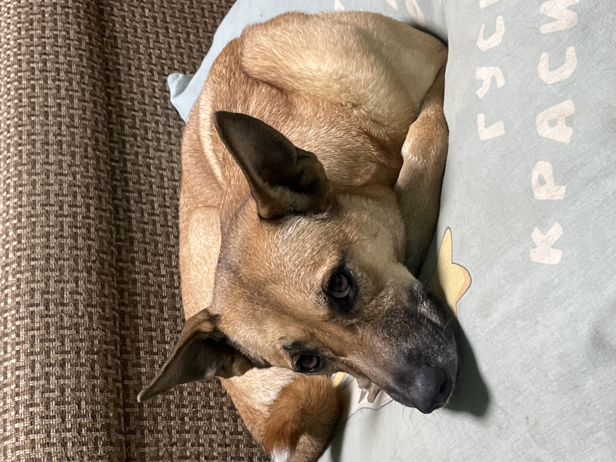 A medium-sized dog with tan and brown fur is curled up on a light blue-green pillow, resting its head and looking towards the viewer. The dog has dark eyes and a dark snout, with pointy, dark-tipped ears. Its fur appears short, and a fluffy, tan and white tail tip is visible. The pillow features faded white Cyrillic letters, with visible fragments such as "ГУС" (GUS), "РАС" (RAS), "К" (K), and "Я" (YA), indicating parts of Russian words. A yellow star-like shape is also visible on the pillow. The pillow itself rests on a dark brown, textured fabric surface, likely a couch or upholstered furniture. The scene depicts the dog in a calm and comfortable state, indoors, presumably in a home setting. This image is from Nizhny Tagil, Russia.