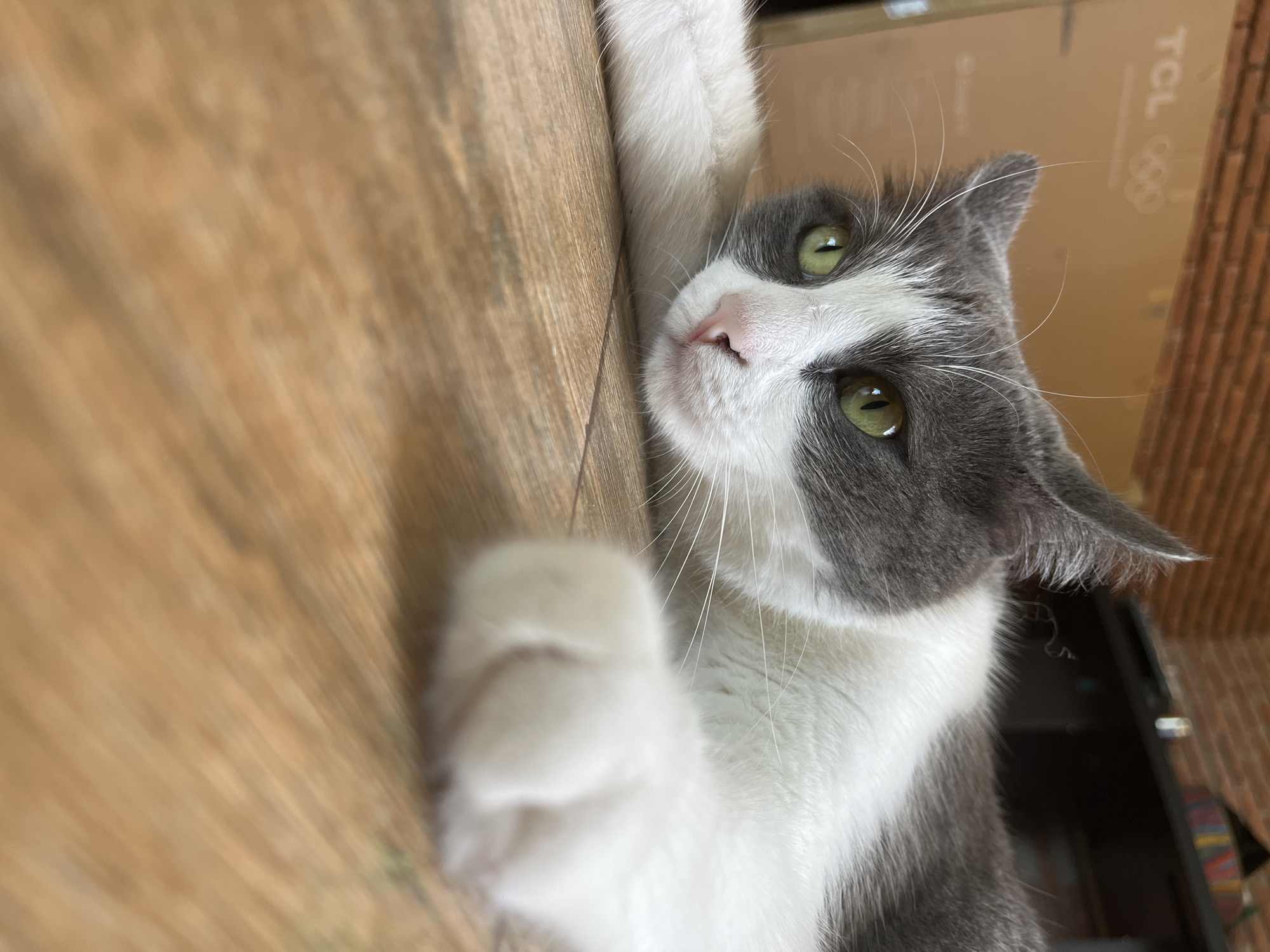 A gray and white cat lies on a wooden floor, looking towards the camera with green eyes. The cat's left paw is extended forward, and its body is relaxed. In the background, there is a cardboard box with "TCL" and the Olympic rings logo visible, and a brick wall. The overall setting appears to be indoors, possibly a home. The image does not provide any specific information about the location in the city of Ureki, Georgia.