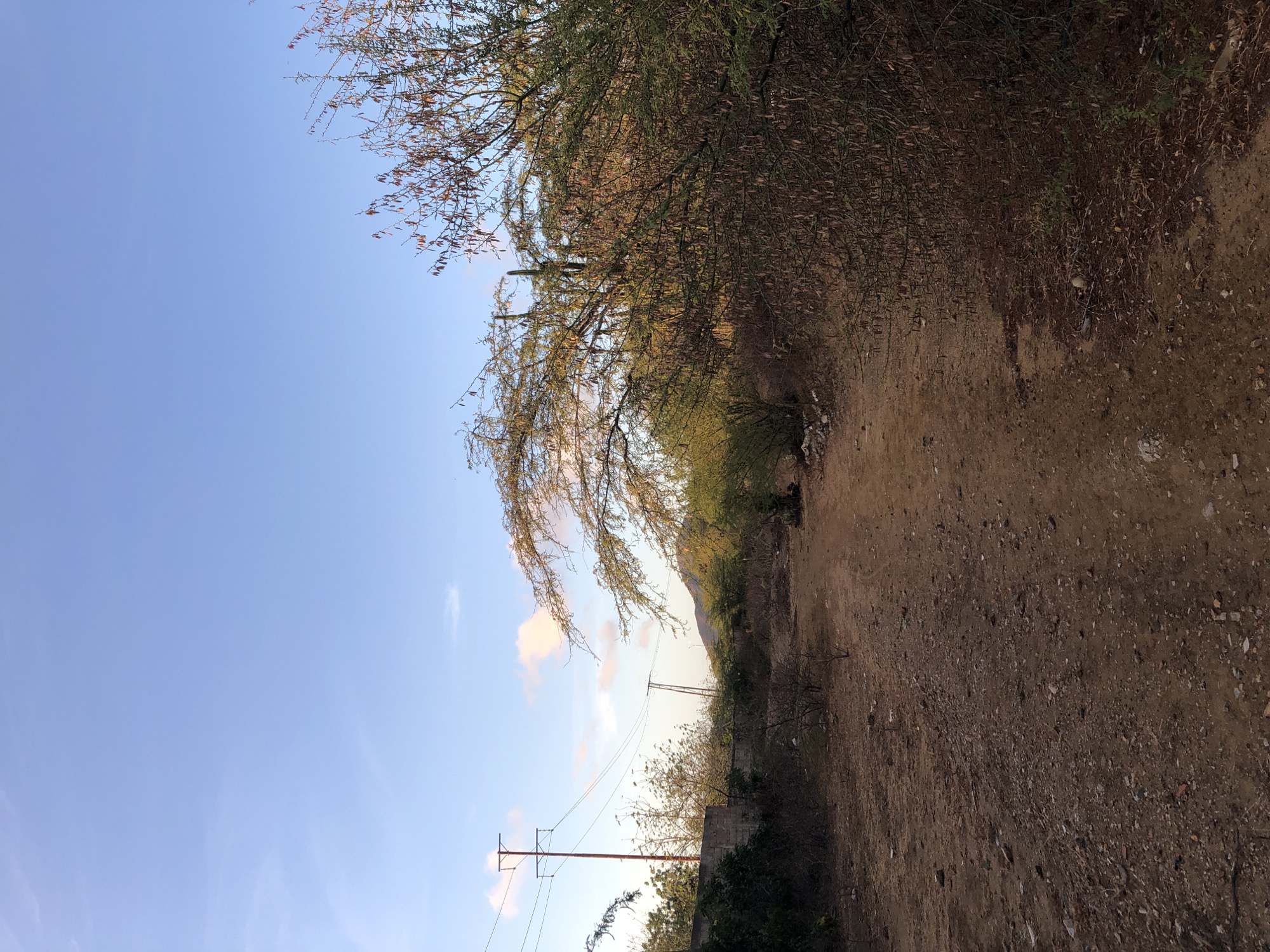 This image captures a vibrant outdoor scene, likely a rural or semi-rural landscape in Altagracia, Venezuela, under a clear sky. The photo is oriented vertically, with a wide, unpaved dirt path dominating the right side of the frame, stretching from the foreground into the distance. This path is composed of light brown soil and gravel, with various small stones and some debris scattered across its surface.
To the left of the path, a dense line of trees and bushes forms a green and brown canopy, obscuring much of the left side of the sky and creating a shaded area beneath. The foliage appears somewhat dry or sparse in places, with some branches showing reddish-brown leaves or seed pods. Further into the distance, beyond this tree line, a large, sun-kissed hill or mountain rises, its slopes visible against the sky.
The sky itself is a brilliant, clear blue with a few scattered, wispy clouds displaying soft white and light pink hues, suggesting either the early morning or late afternoon. In the lower left quadrant of the image, two utility poles with power lines are visible, stretching across the landscape. One pole is made of wood, while the other appears to be a metal truss structure.
No people or animals are visible in the scene. The lighting conditions, with the warm glow on the clouds and the mountain, indicate either dawn or dusk. There is no visible text in the image. The overall impression is one of a quiet, natural environment, possibly a trail or a less-traveled road, characteristic of a rural Venezuelan setting.