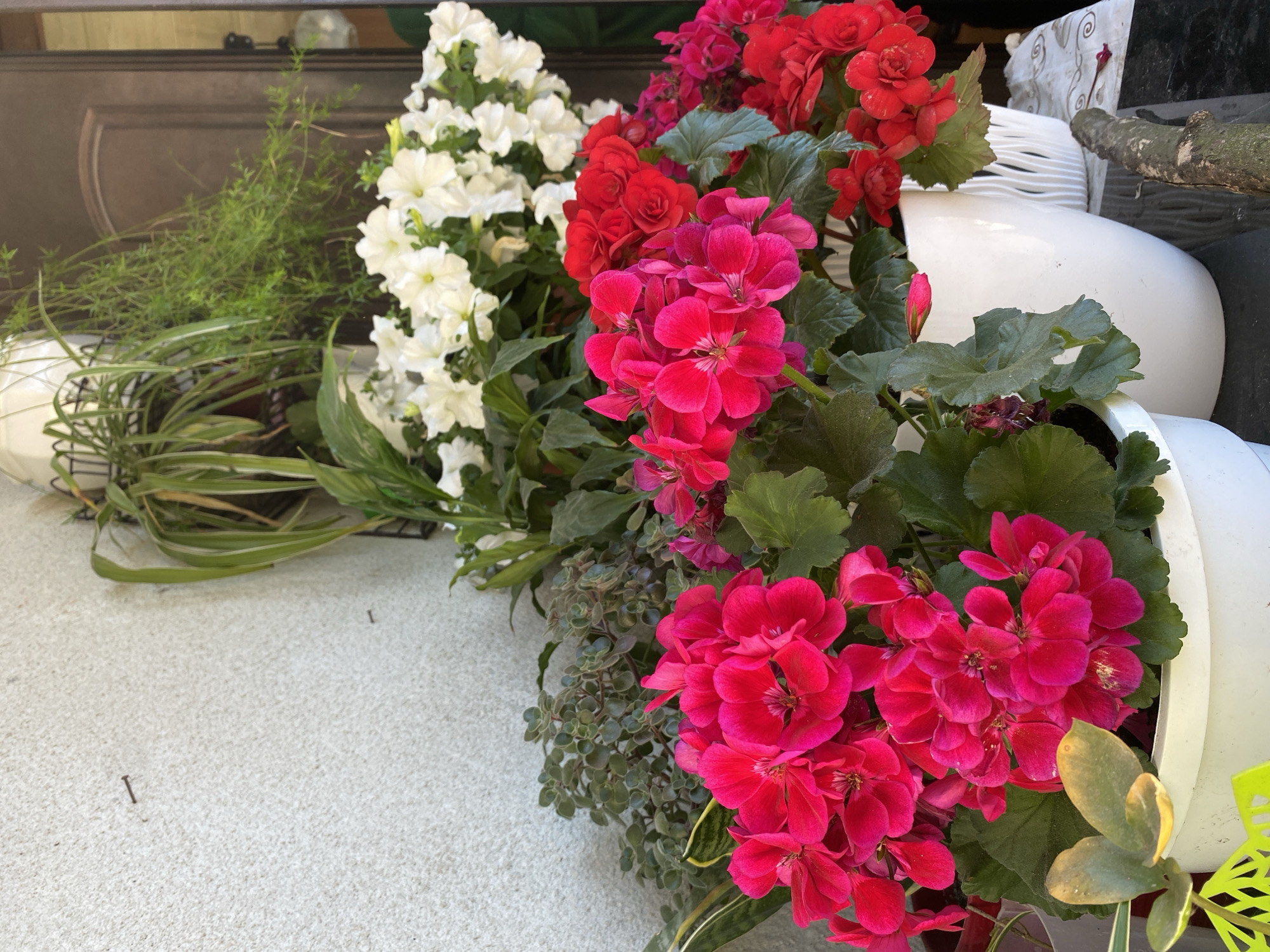 The image shows a collection of potted plants with vibrant flowers. In the foreground, several clusters of bright pink geraniums are in full bloom, their petals a rich fuchsia color. Behind them, a row of red begonias adds a deeper hue, while a large bunch of white petunias stands tall and airy. Interspersed among the flowering plants are various green foliage plants, including some with long, slender leaves and others with small, succulent-like leaves.
The plants are arranged in white pots, some of which are stacked or partially visible. One large, white, modern-looking planter is prominent on the right side of the frame. A branch or piece of wood is visible resting on top of some of the planters in the background, adding a rustic element. The plants are placed on a textured light-colored surface, possibly concrete or stone, which appears to be outdoors. The lighting suggests it is daytime, with natural light illuminating the scene. There are no people visible in the image. The overall impression is one of a colorful and lively display of potted plants, likely arranged for decorative purposes.