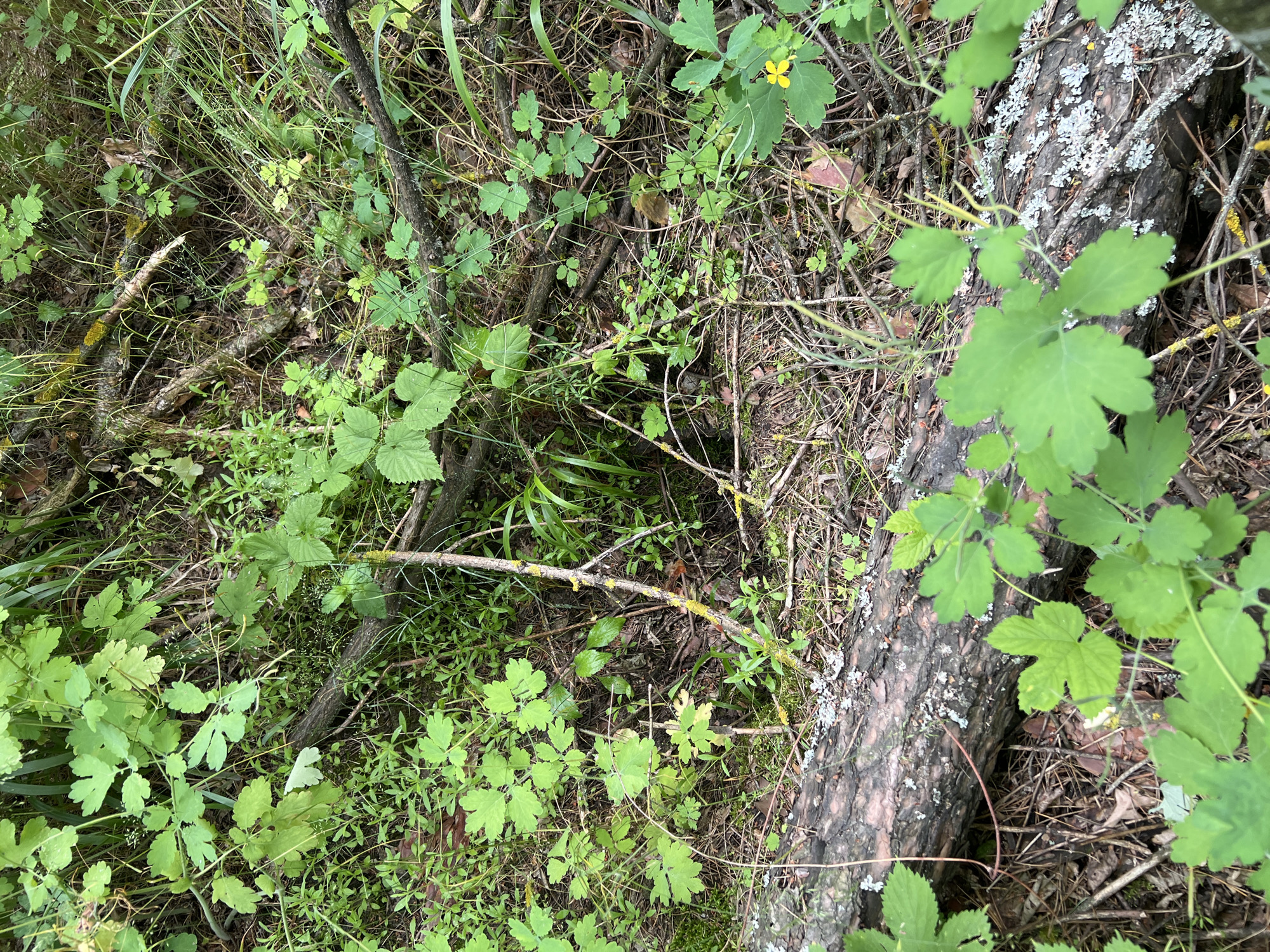 The image shows a close-up, top-down view of a forest floor. The scene is dominated by green foliage, with various plants, leaves, and grass filling the frame. Interspersed among the plants are fallen branches and twigs, some appearing mossy or covered in lichen. A large, rough-barked tree trunk is visible along the right side of the image, with patches of gray and white lichen on its surface. A single small yellow flower with four petals is visible in the upper right quadrant of the image, blooming amongst the green leaves. The overall impression is one of natural overgrowth and a somewhat untamed environment. The lighting suggests it is daytime, and the presence of lush green plants indicates a temperate climate, likely during spring or summer. There is no visible text in the image.